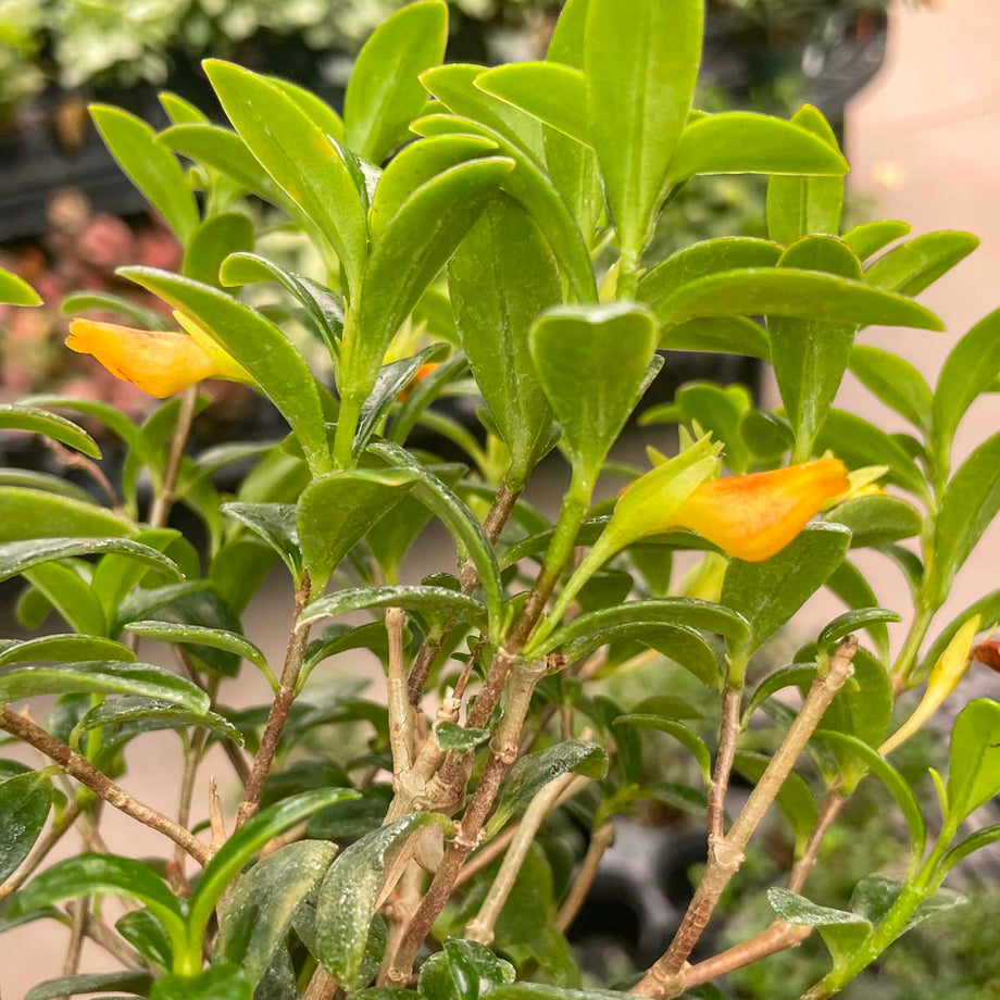 goldfish plant Columnea gloriosa 'California Gold' (Goldfish Plant) – Magic Valley Gardens