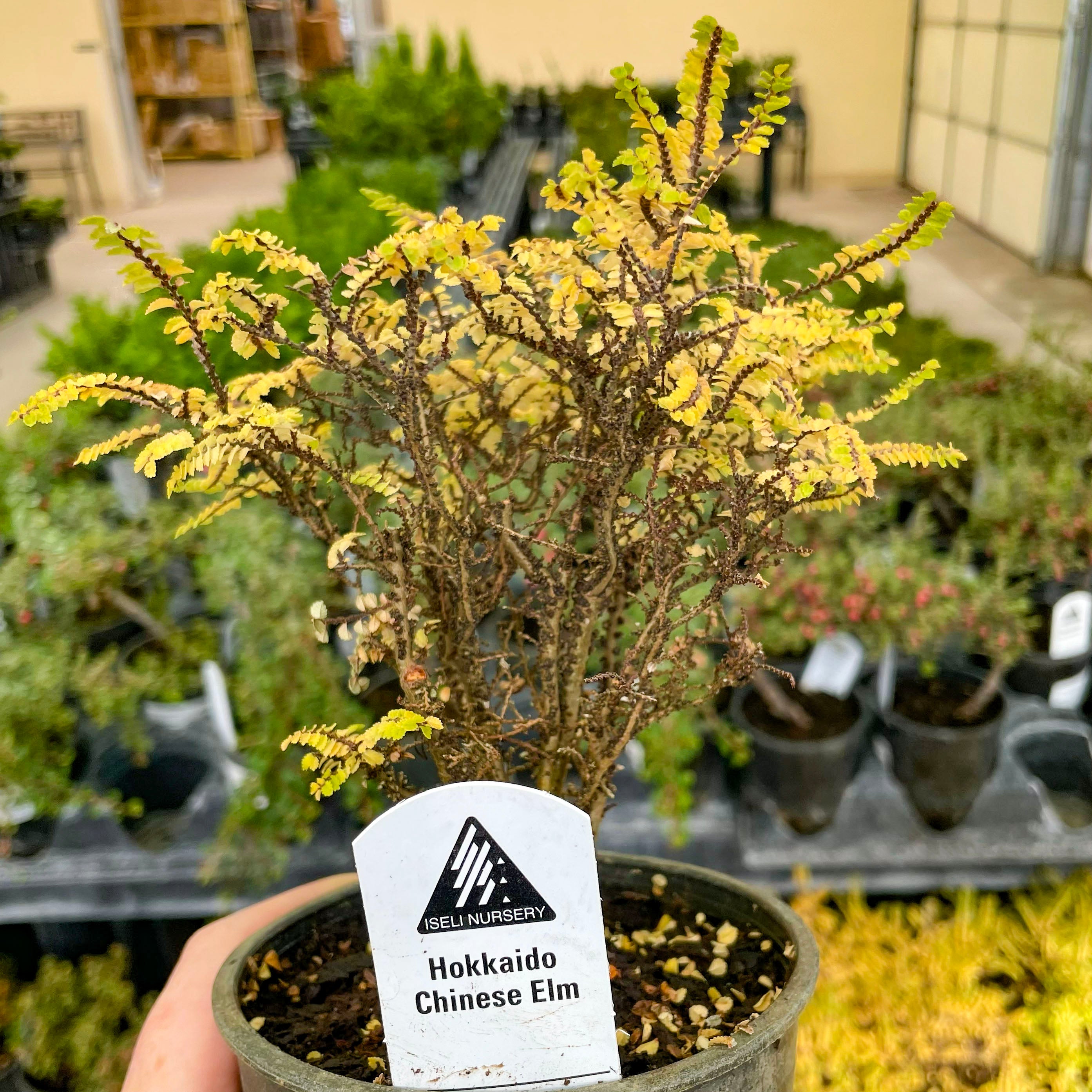 miniature chinese elm bonsai tree Hokkaido Dwarf Chinese Elm, Bonsai Starter Plant – Magic Valley Gardens