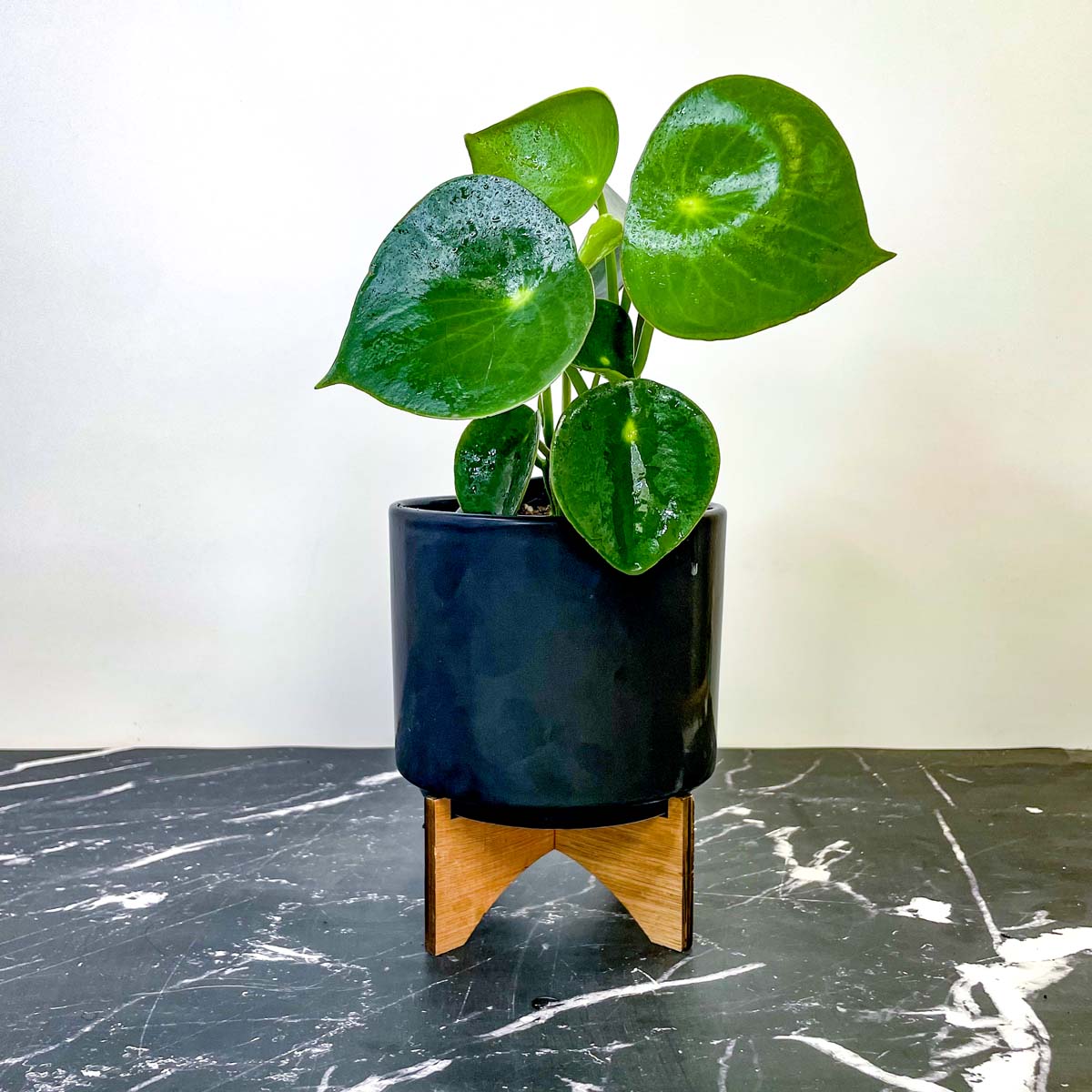 teardrop money plant Peperomia 'Teardrop'