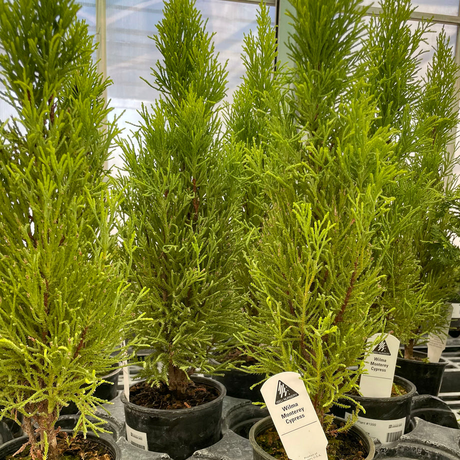 bonsai cupressus macrocarpa Wilma Monterey Cypress