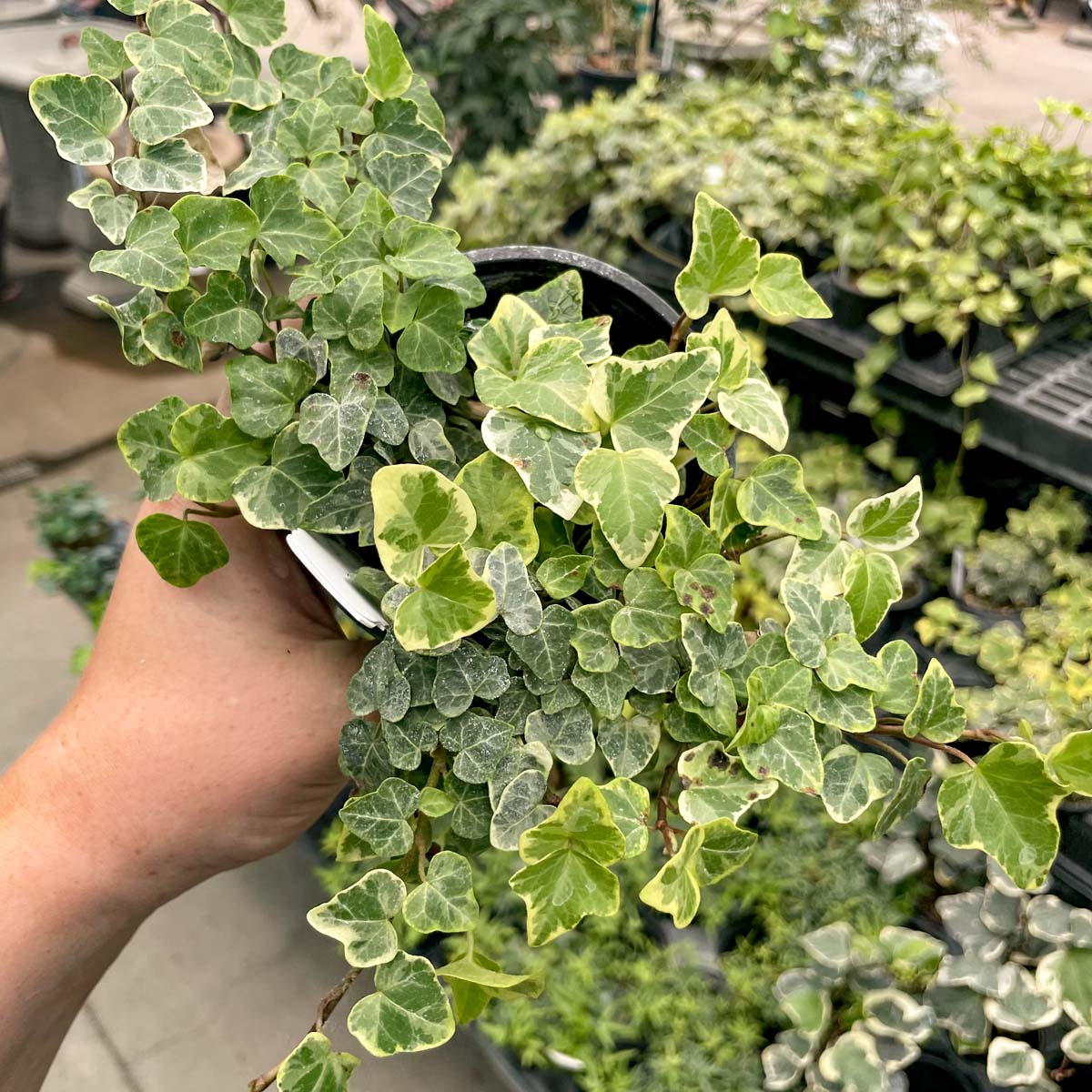 green and white ivy house plant Hedera helix 'White Wonder' (English Ivy) – Magic Valley Gardens