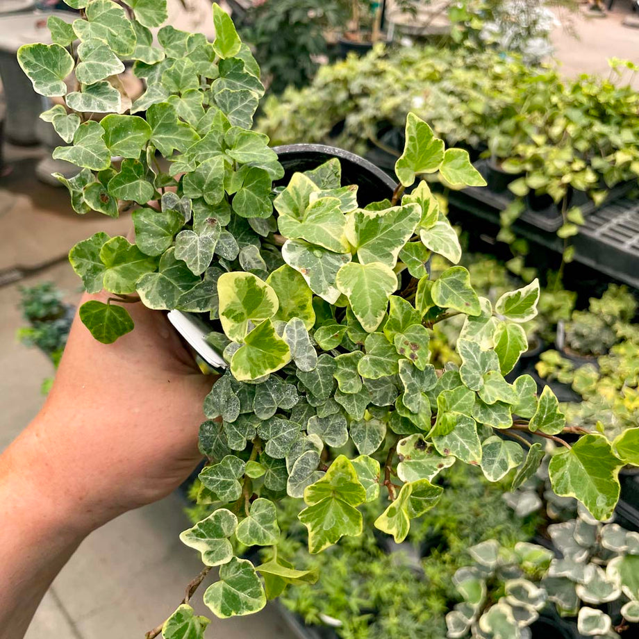 Hedera helix 'White Wonder' (English Ivy)  Magic Valley Gardens