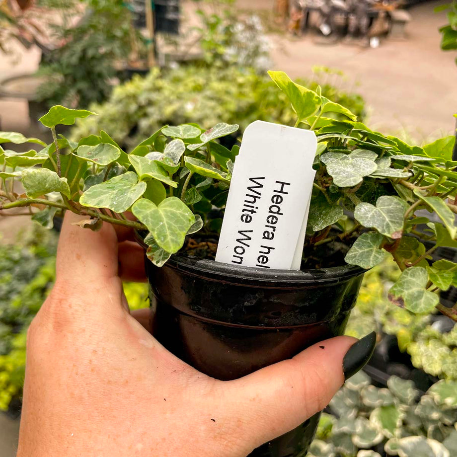 hedera helix houseplant Hedera helix 'White Wonder' (English Ivy) – Magic Valley Gardens