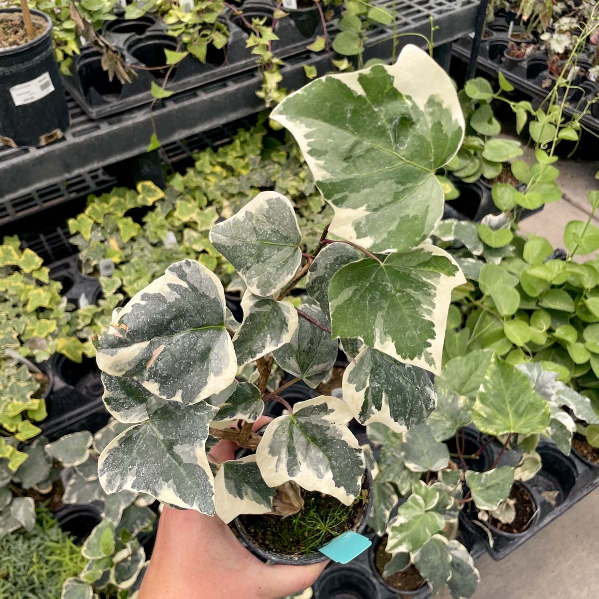 algerian ivy indoor plant care Hedera algeriensis 'Marble'