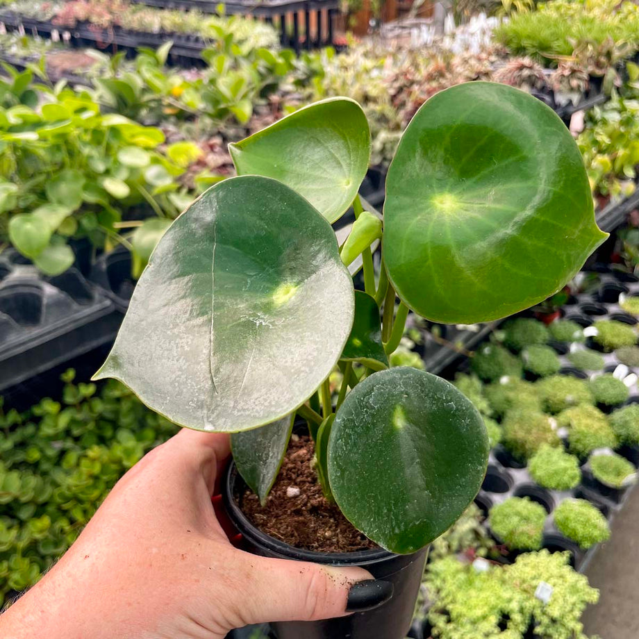 teardrop money plant Peperomia 'Teardrop'