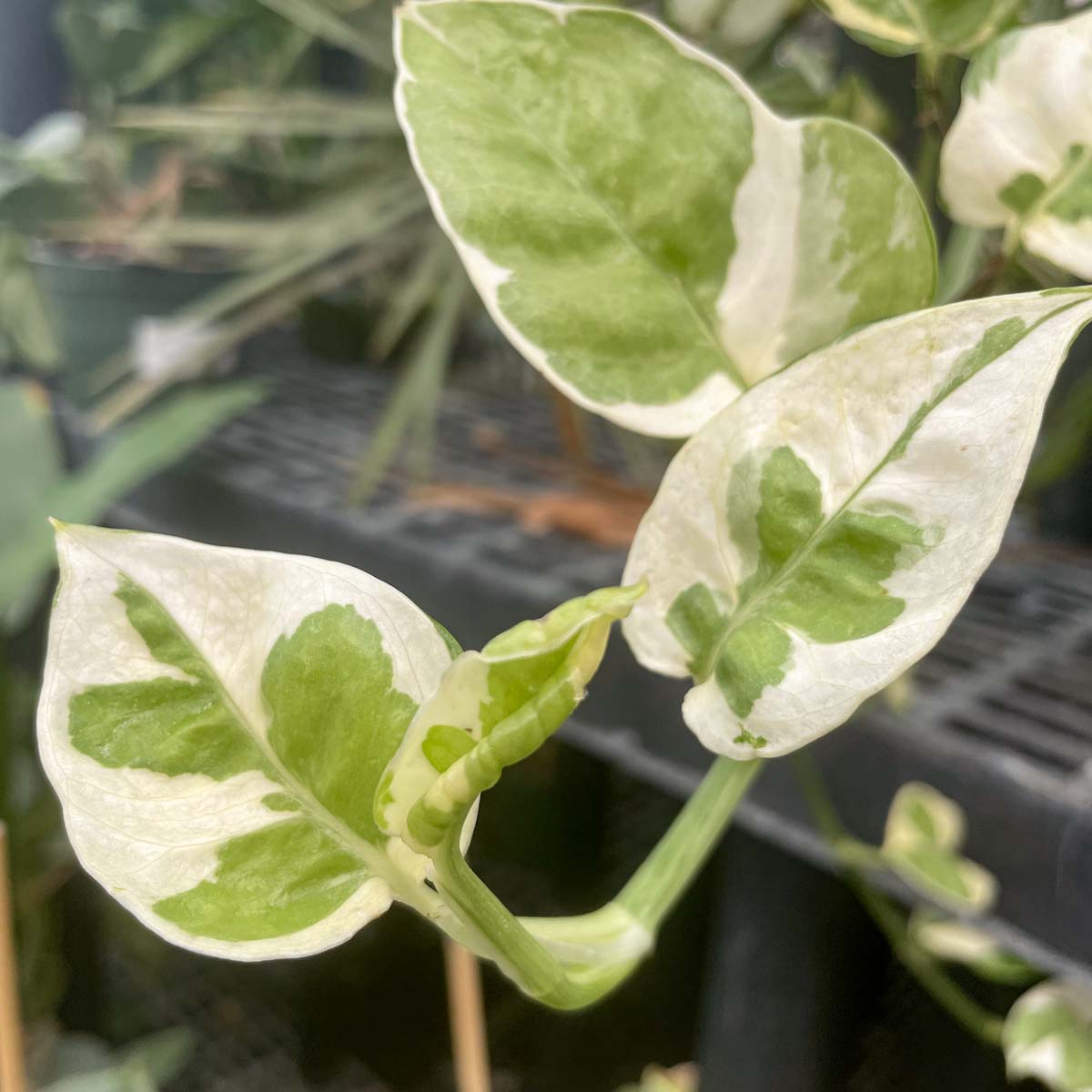 pothos with white and green leaves Pothos 'Pearls and Jade'