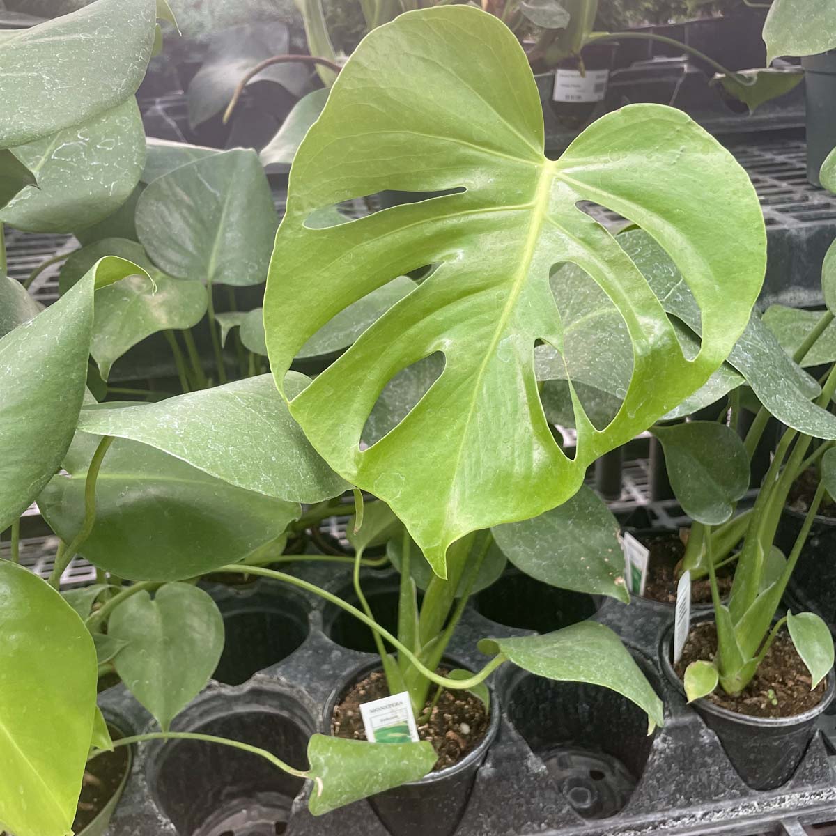 where can i buy a monstera plant near me Monstera deliciosa – Magic Valley Gardens