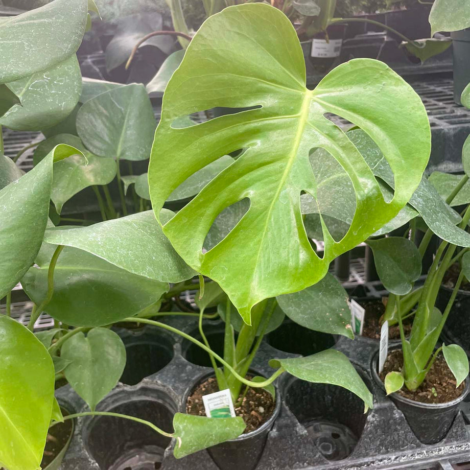 Monstera deliciosa – Magic Valley Gardens