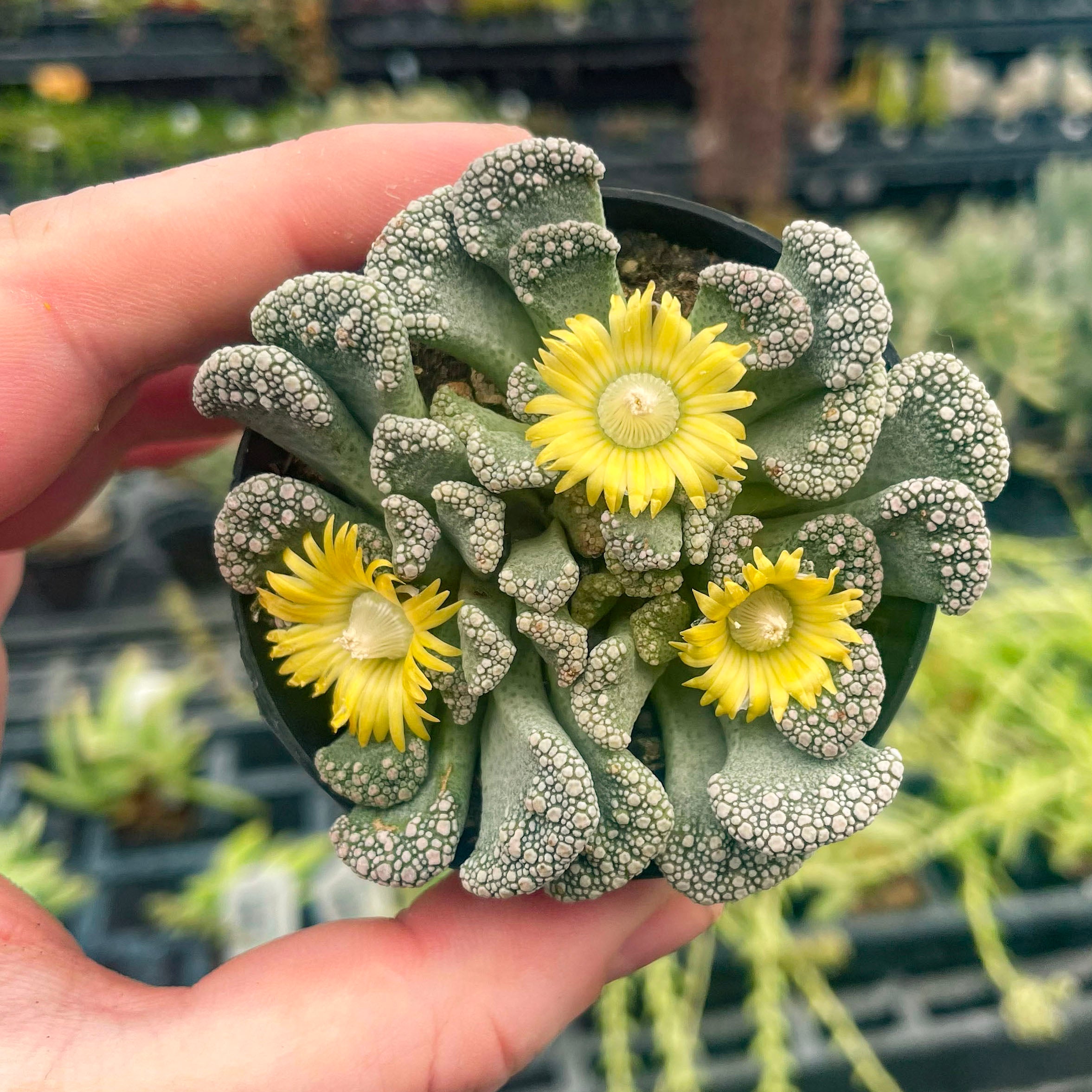 trost succulent Titanopsis calcareum, Concrete Leaf Succulent, Mimicry Plant – Magic Valley Gardens