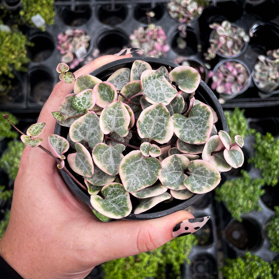 Ceropegia woodii f. variegata (Variegated String of Hearts)  Magic Valley  Gardens
