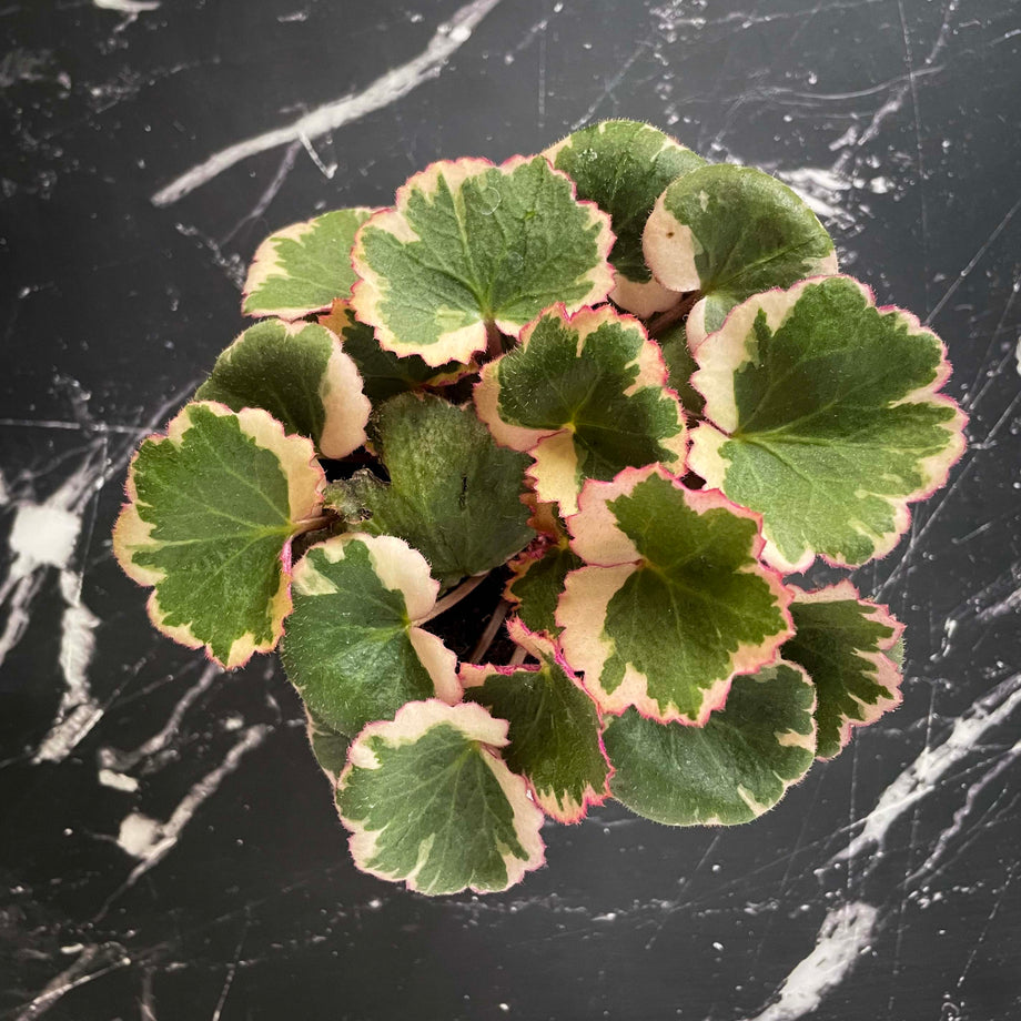 Saxifraga stolonifera variegata - Tricolor Strawberry Begonia