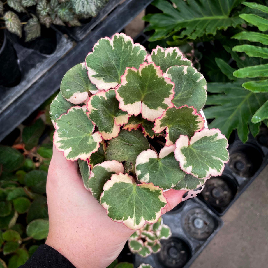 Saxifraga stolonifera variegata - Tricolor Strawberry Begonia