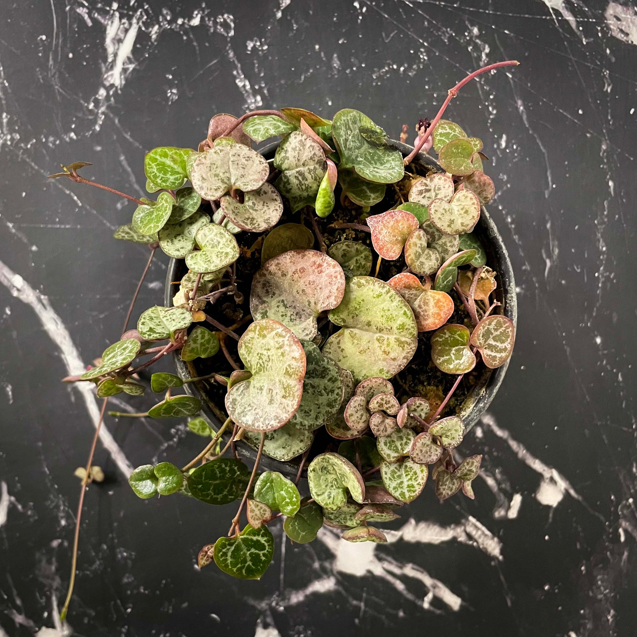 MagicValleyGarden Ceropegia woodii String of Hearts - Thumbnail 4