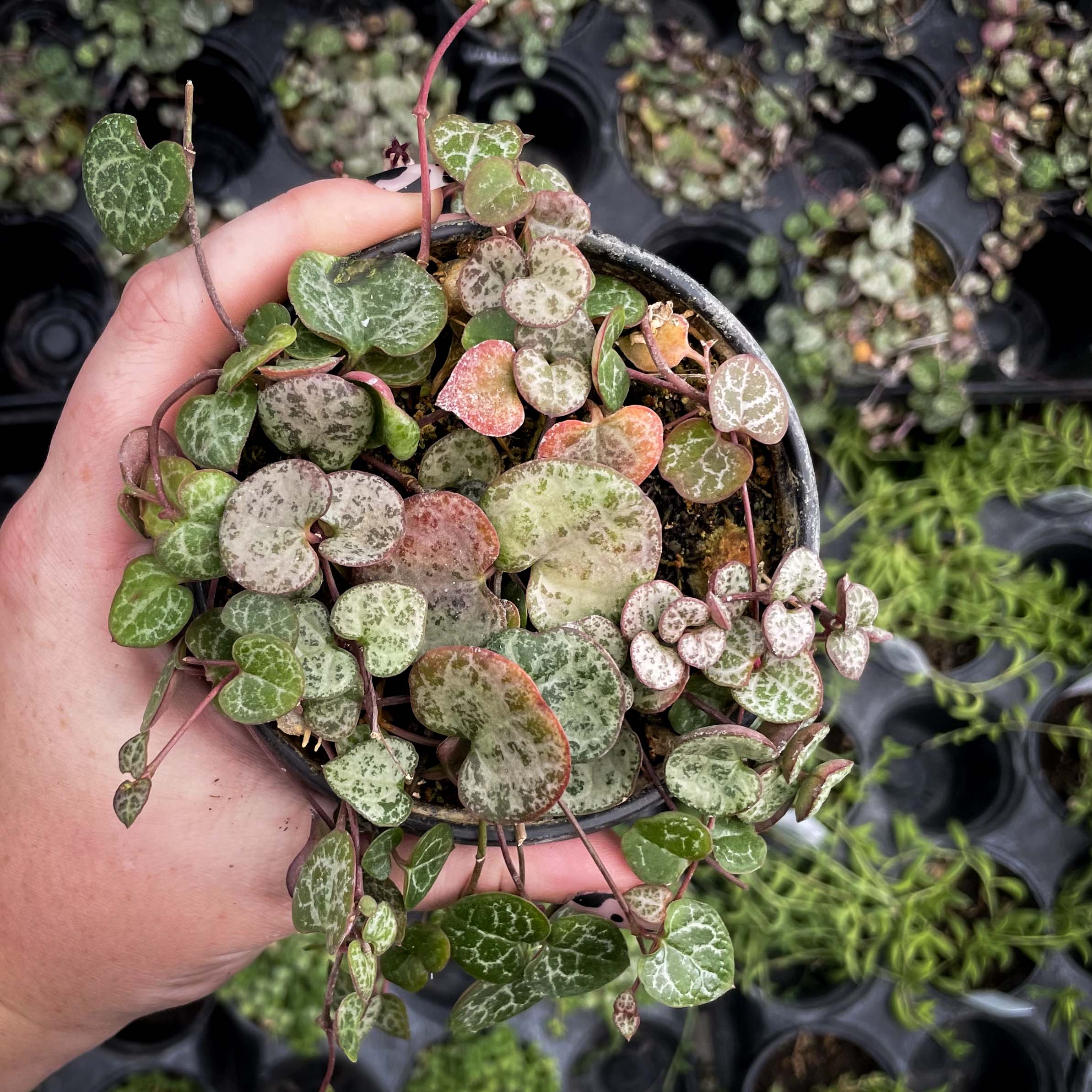 woodies indoor plants String of Hearts Plant – Ceropegia woodii 4" Pot