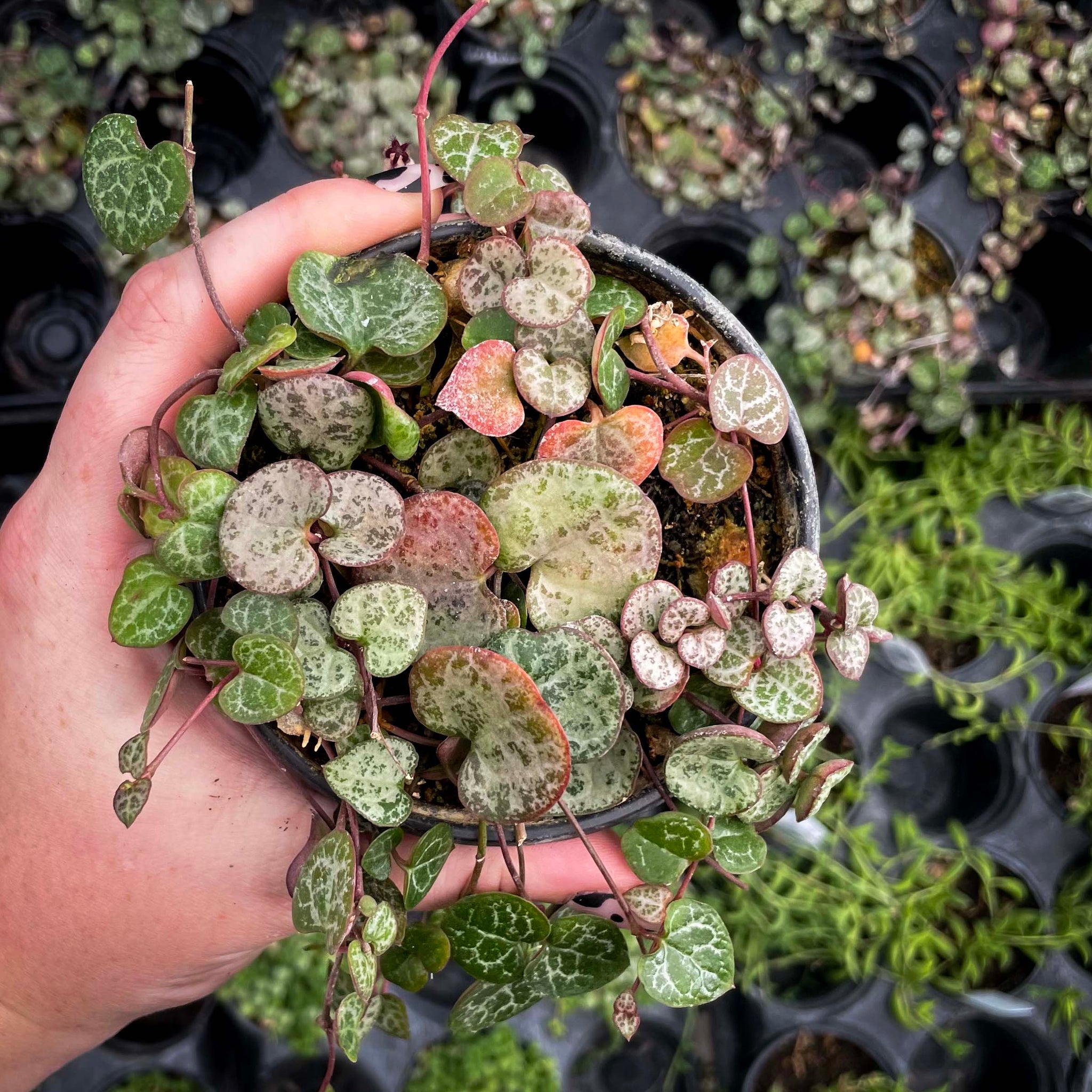 MagicValleyGarden Ceropegia woodii String of Hearts - Thumbnail 3