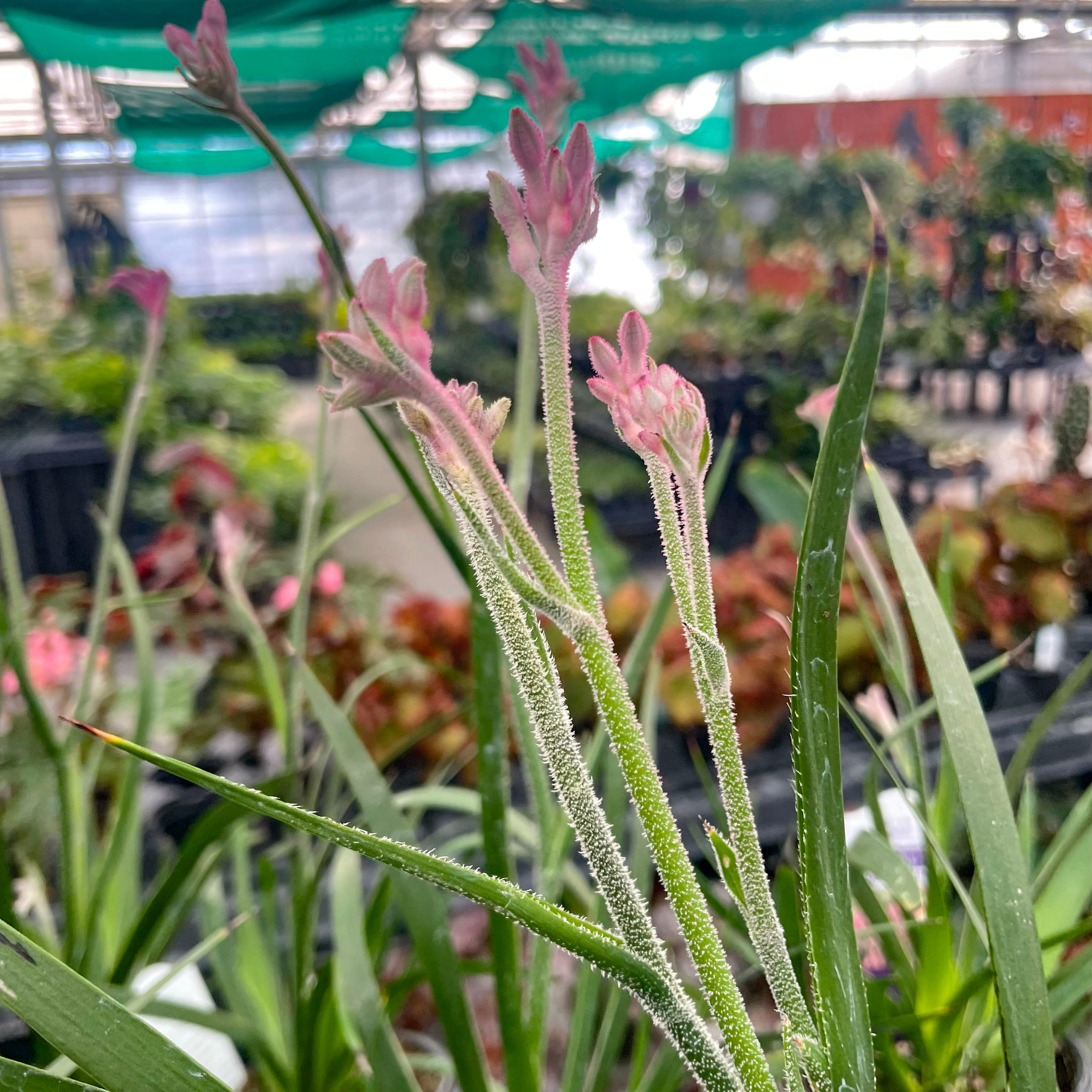 kangaroo succulent Anigozanthos 'Bush Pearl' (Kangaroo Paw)