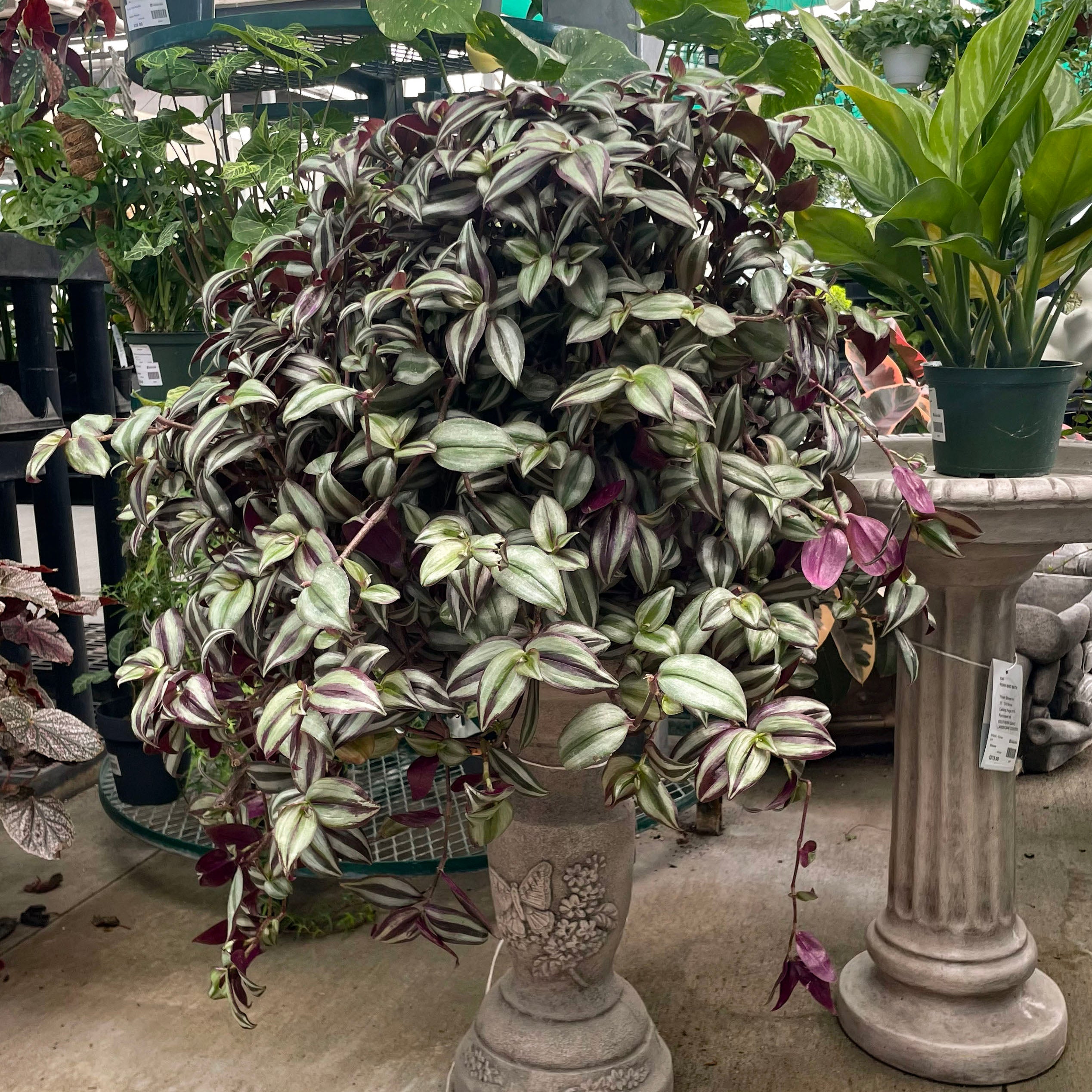 zebrina indoor plant Tradescantia Zebrina | Wandering Plant | 4" Pot