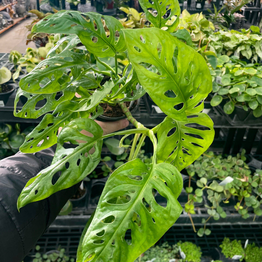モンステラ・ポトス Monstera Deliciousa Skeleton(Variegated) Monstera esqueleto – Magic Valley Gardens
