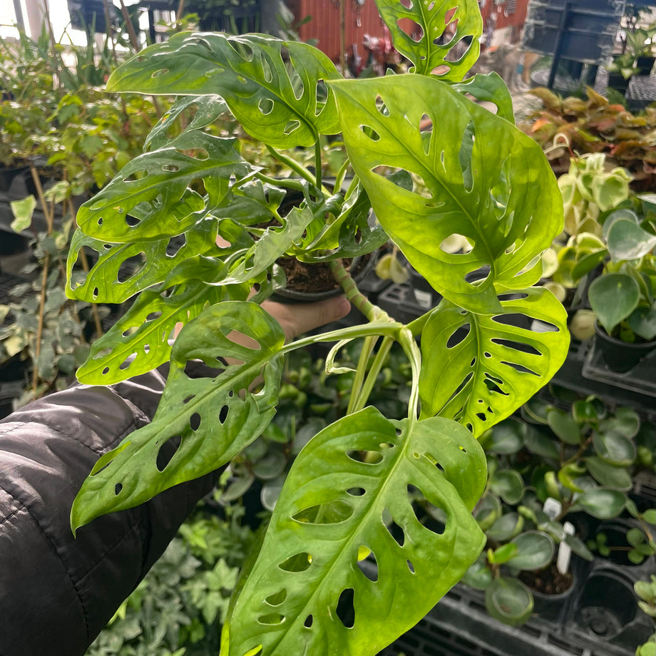 Monstera esqueleto – Magic Valley Gardens