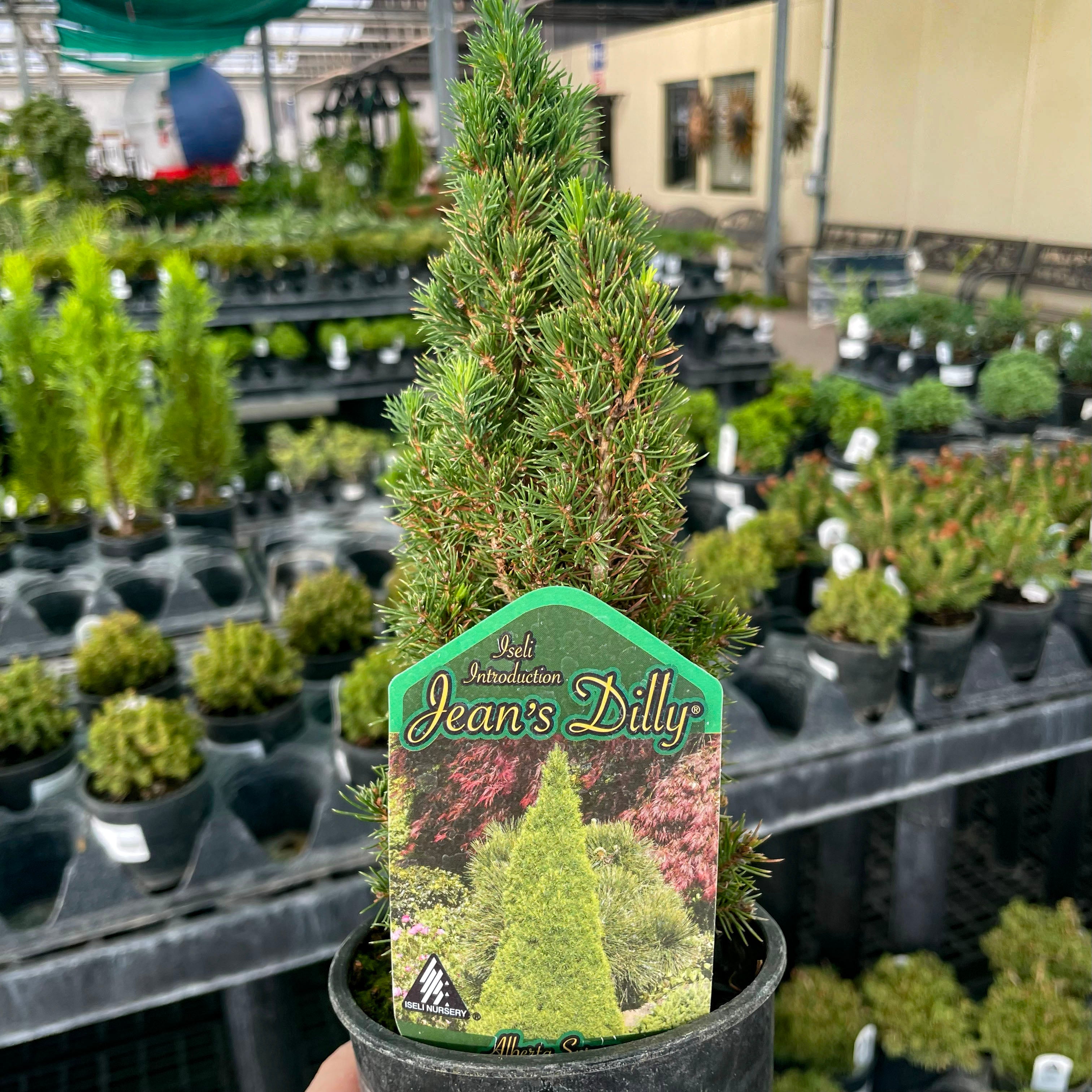 alberta spruce bonsai tree Jean's Dilly Alberta Spruce