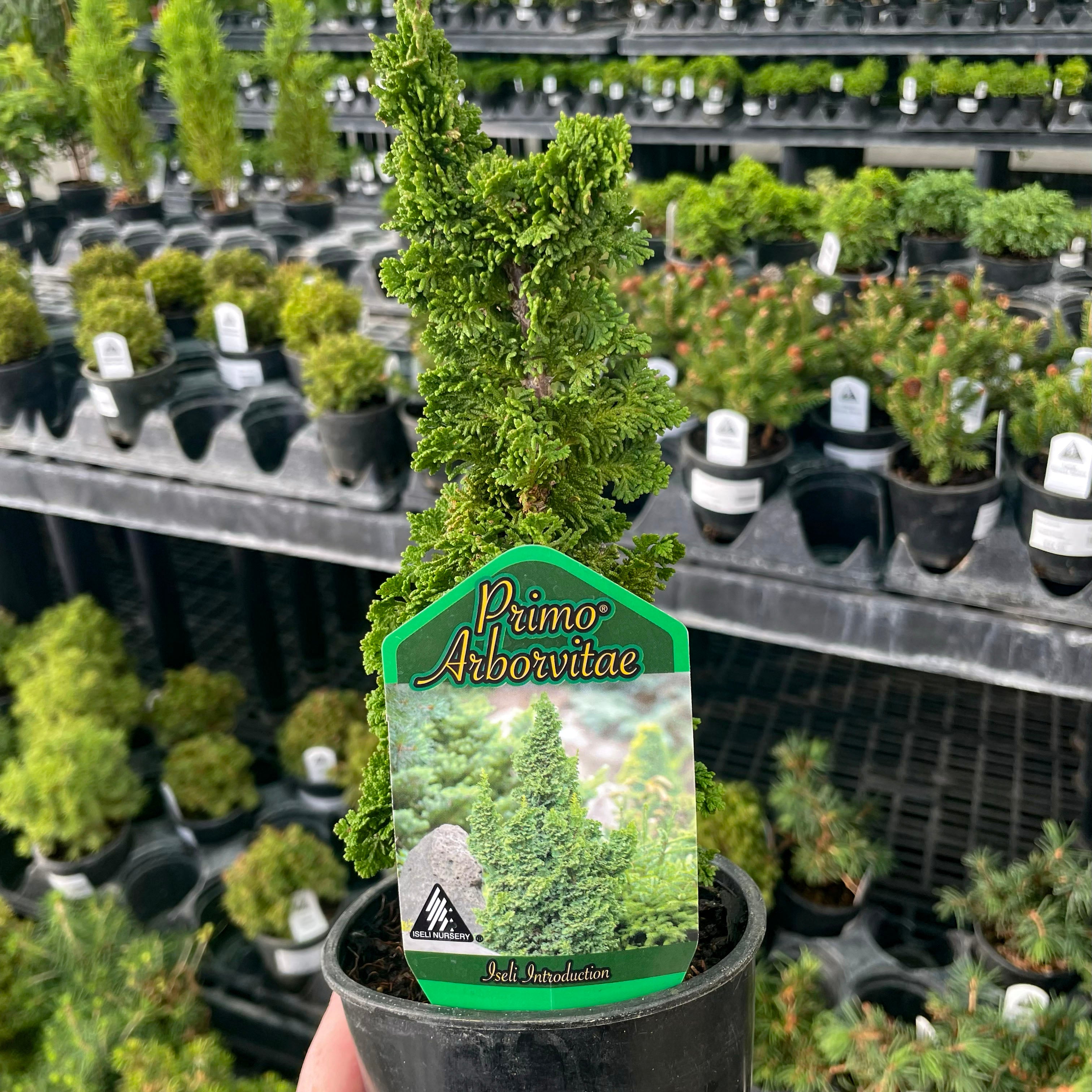 Primo Arborvitae | Compact Evergreen with Natural Spire Shape