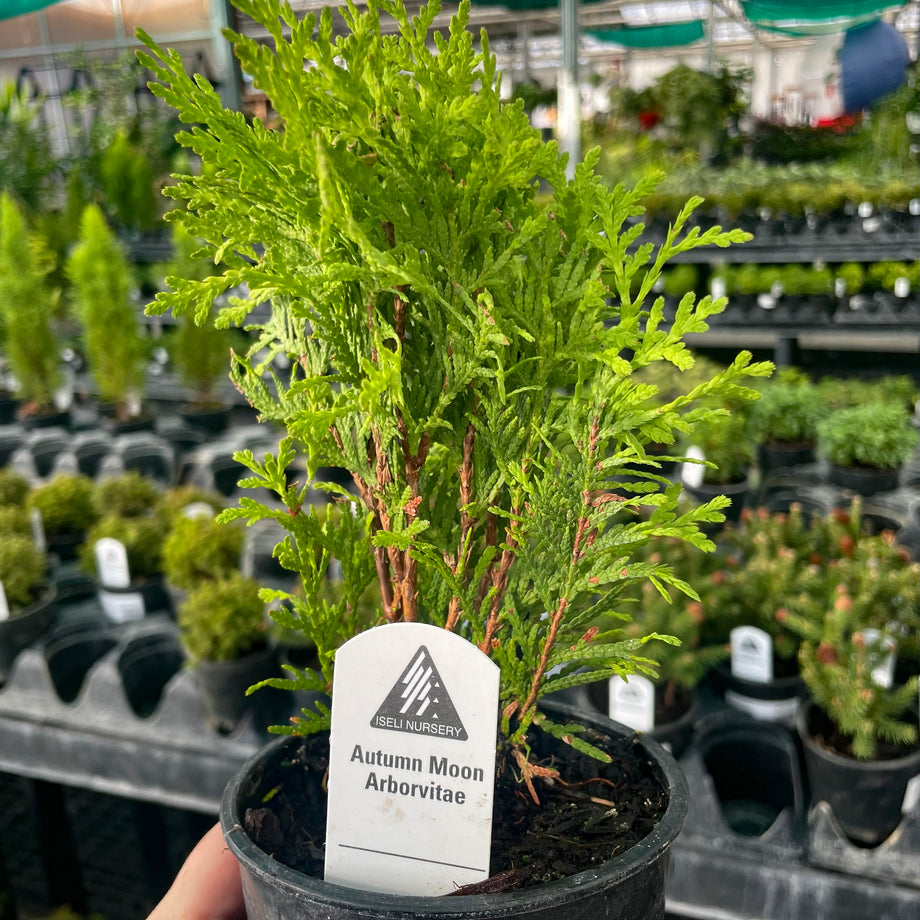 Autumn Moon Arborvitae Bonsai Starter | Live Evergreen Tree