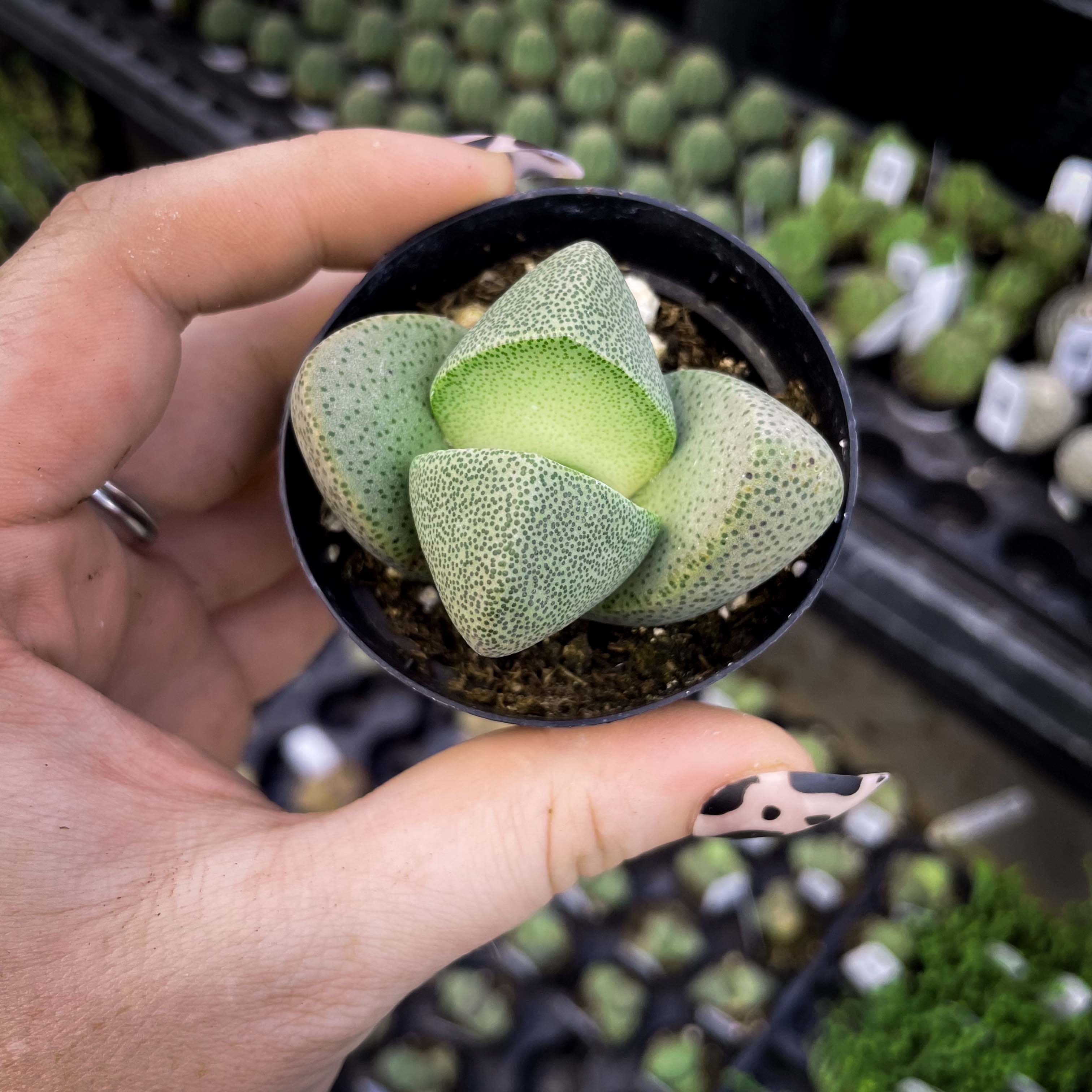 splitting succulent plants Pleiospilos nelii (Split Rock)