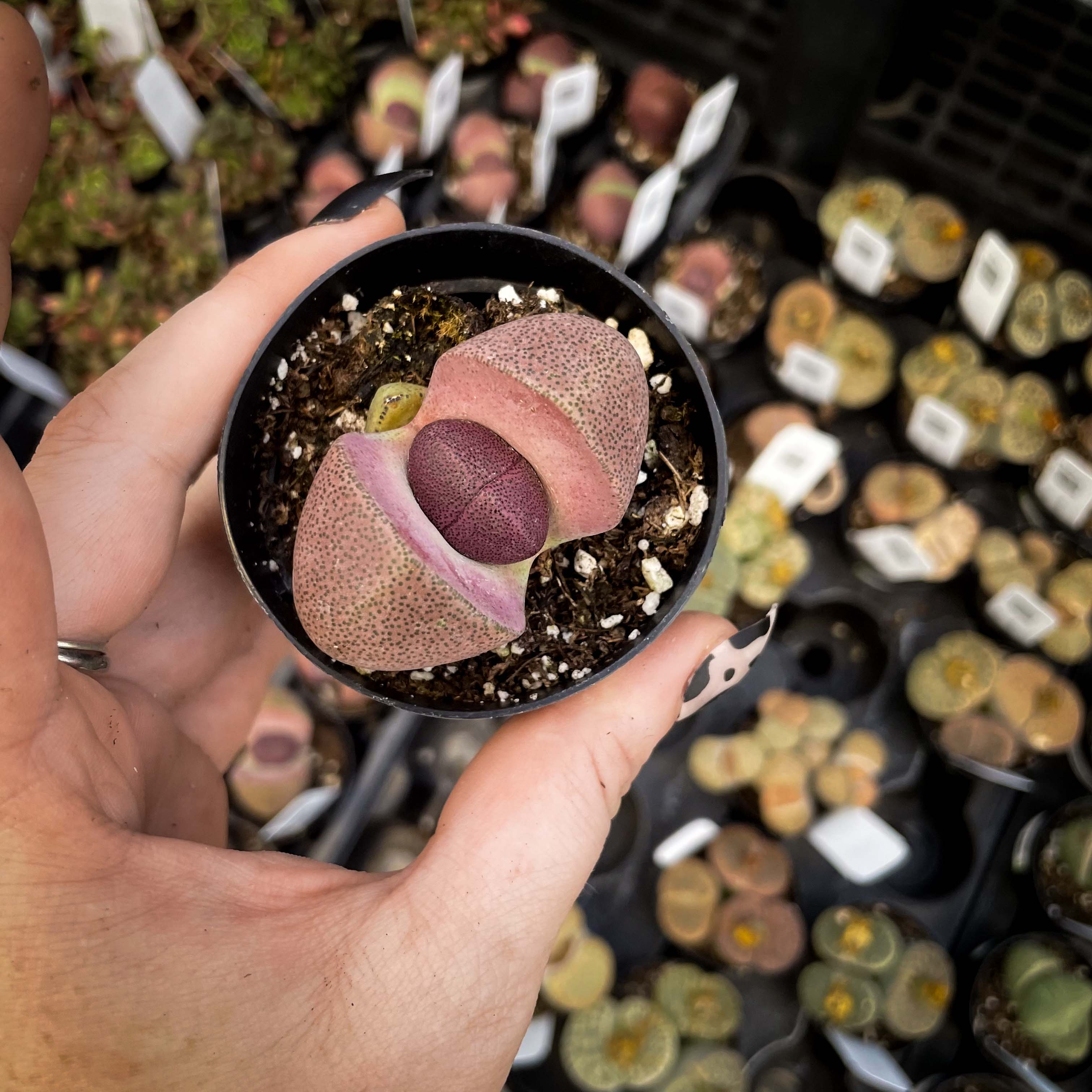 split rock succulent Pleiospilos nelii 'Royal Flush' (Split Rock) – Magic Valley Gardens