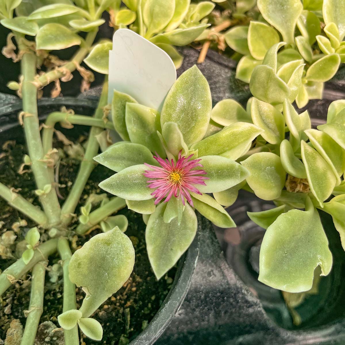 trailing red succulent Dorotheanthus bellidiformis 'Mezoo Trailing Red'