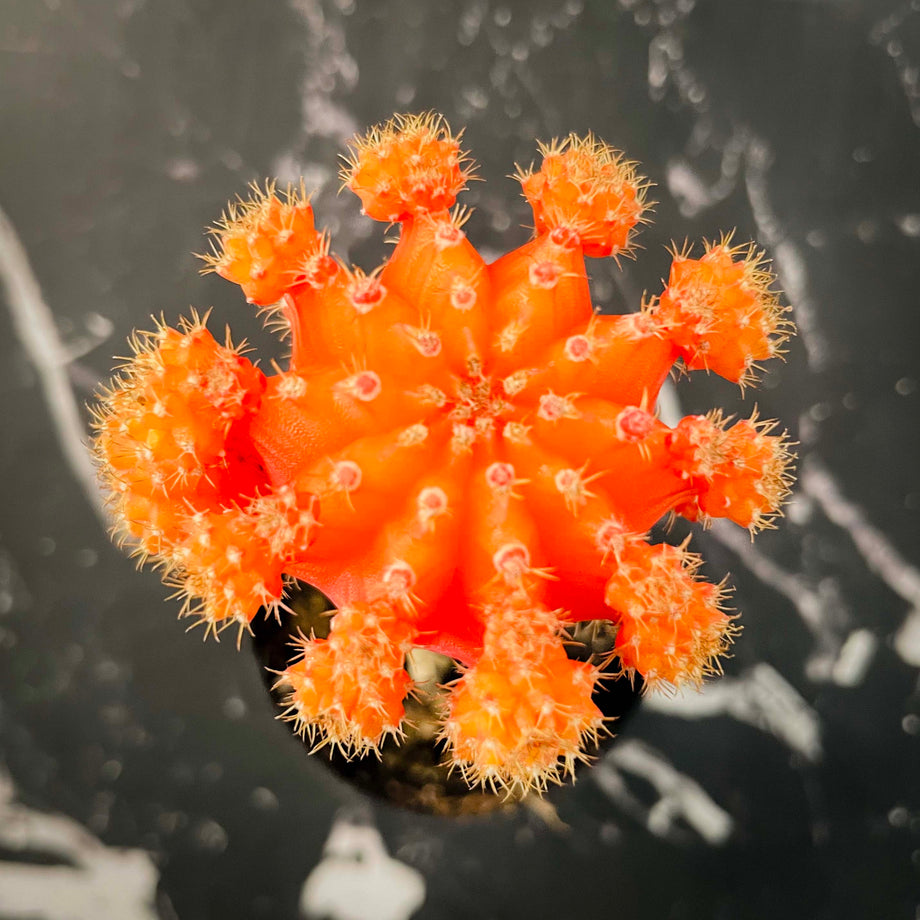 orange cactus Moon Cactus, Succulent Plant – Magic Valley Gardens
