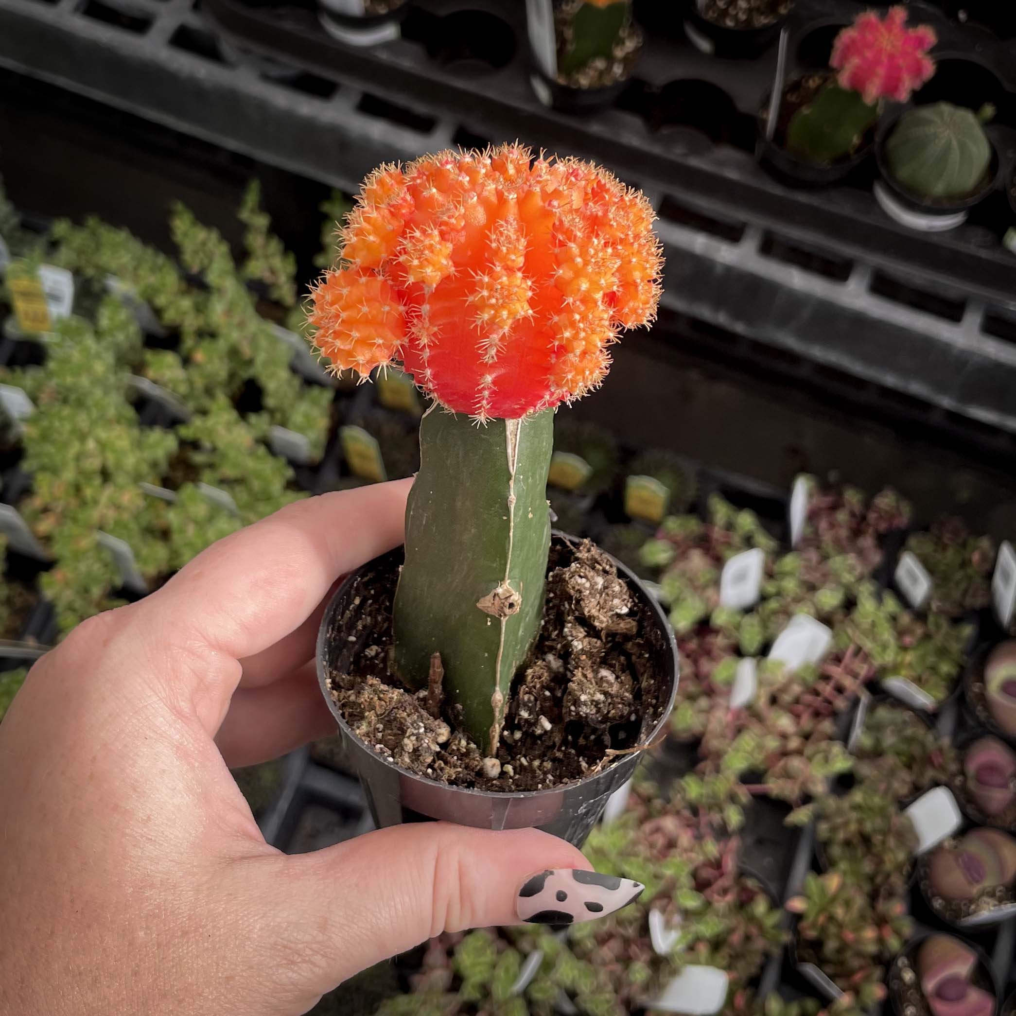 soil for moon cactus Gymnocalycium mihanovichii (Moon Cactus)