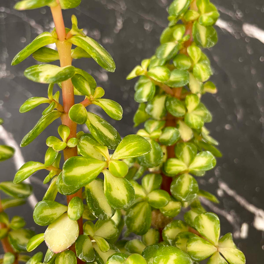 portia succulent plant Portulacaria 'Kaleidoscope' (Elephant Bush) – Magic Valley Gardens