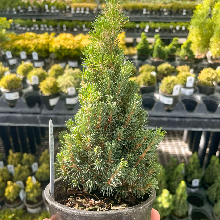 Just Dandy Hinoki Cypress - Live Bonsai Starter, 4” Grower's Pot