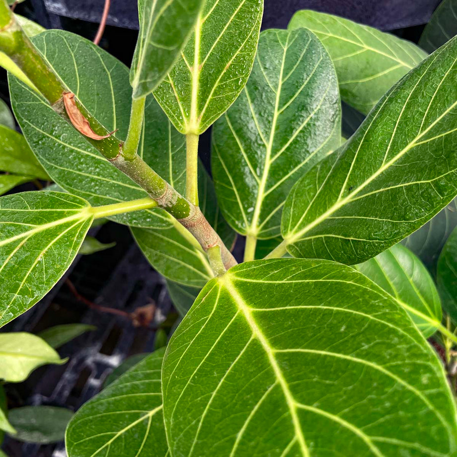 ficus audrey leaf Ficus 'Audrey'