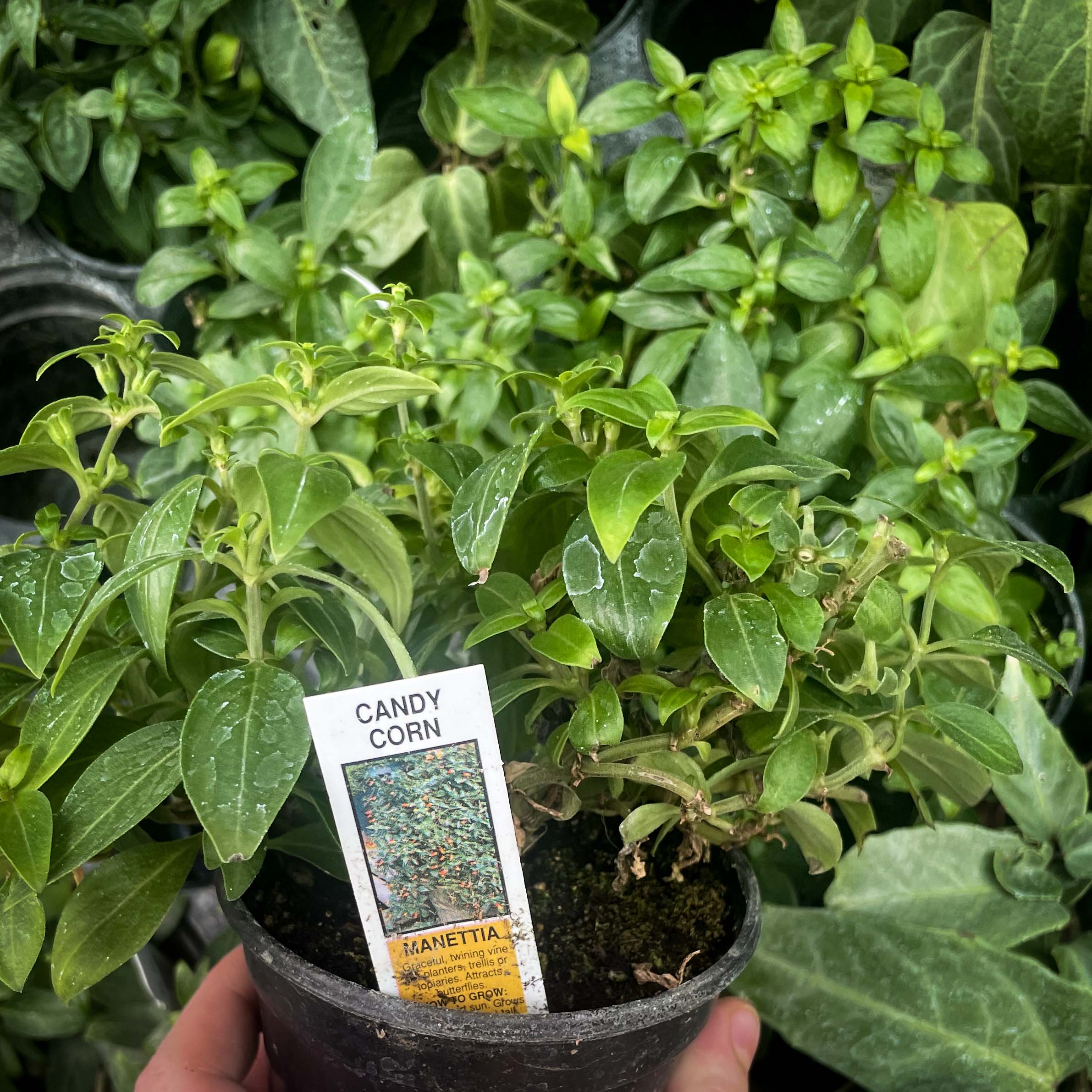candy corn plant indoors Manettia luteorubra, Candy Corn Vine, Plant – Magic Valley Gardens