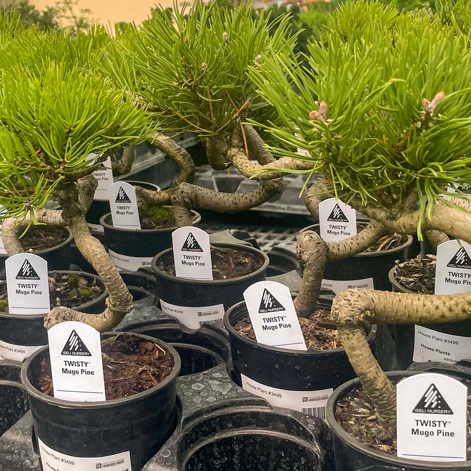 Twisty Mugo Pine