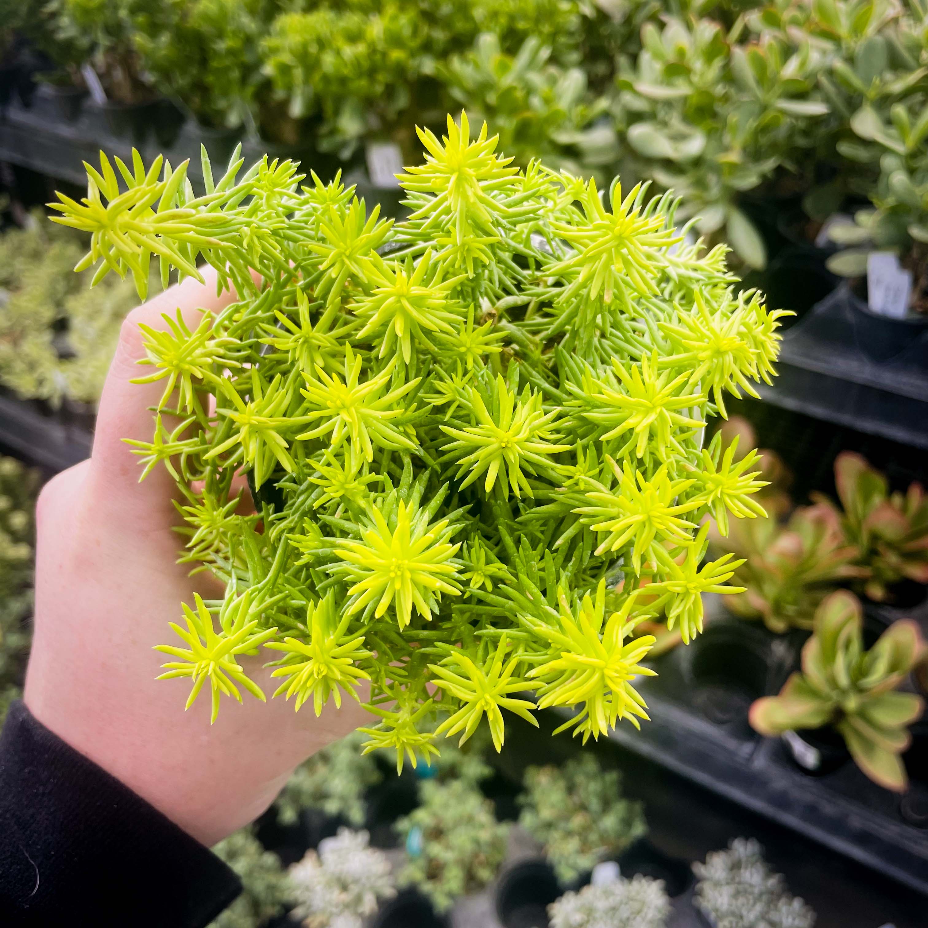 sedum angelina succulent Angelina Creeping Sedum