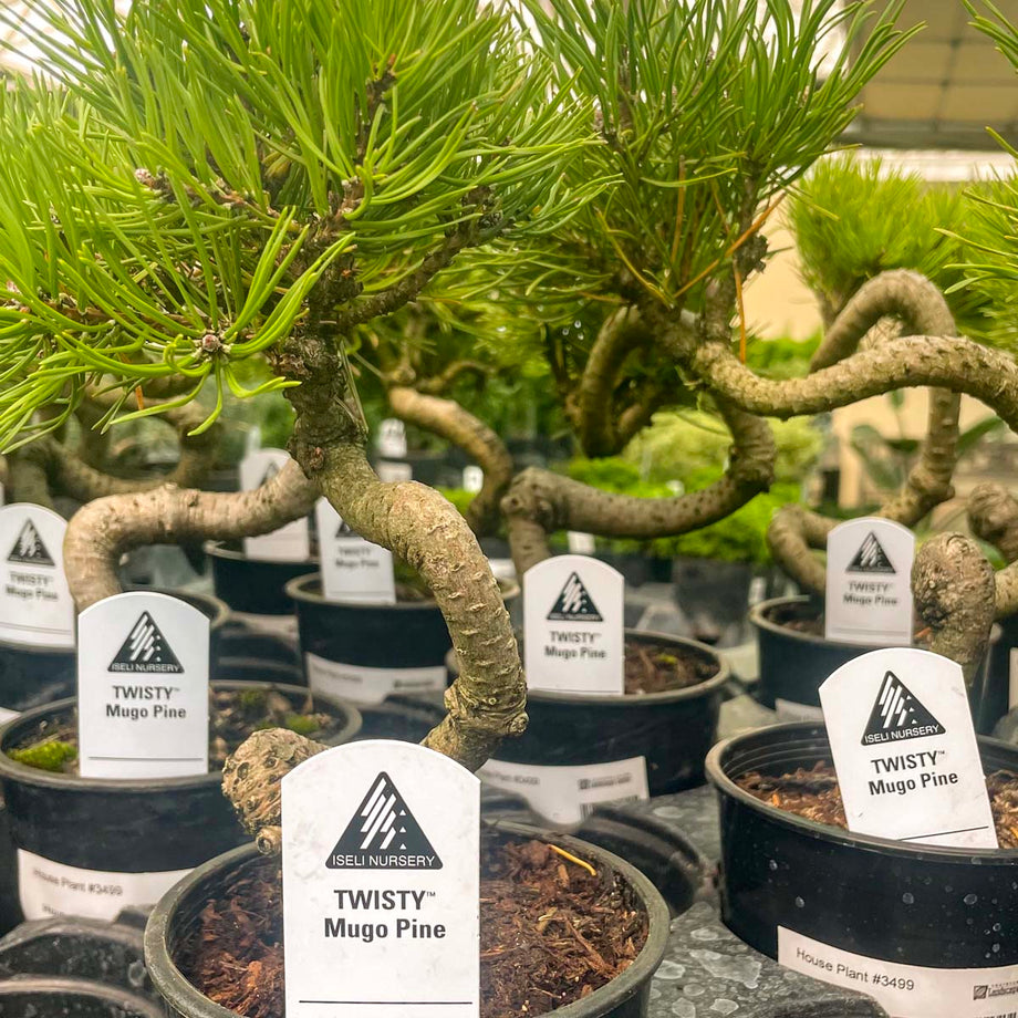 Twisty Mugo Pine