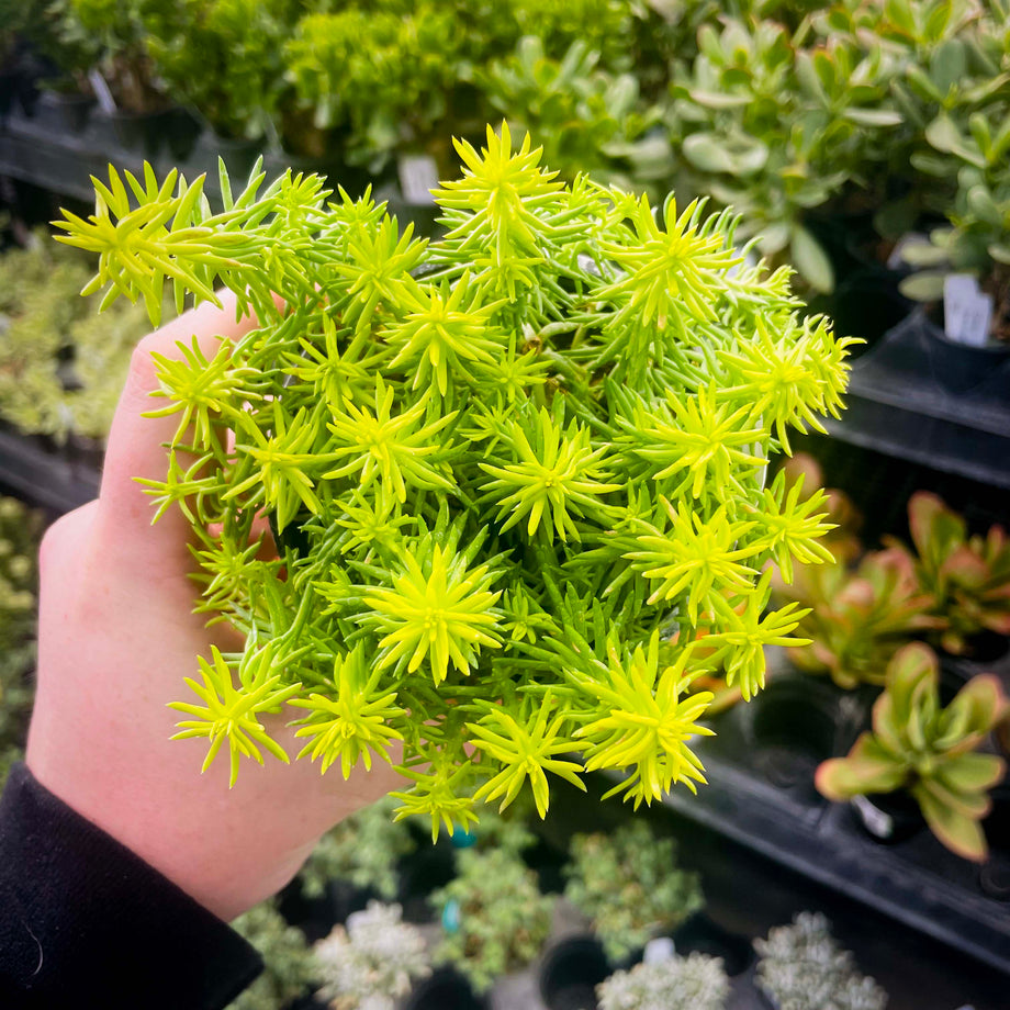creeping succulents Angelina Creeping Sedum, Stonecrop, Succulent Plant – Magic Valley Gardens