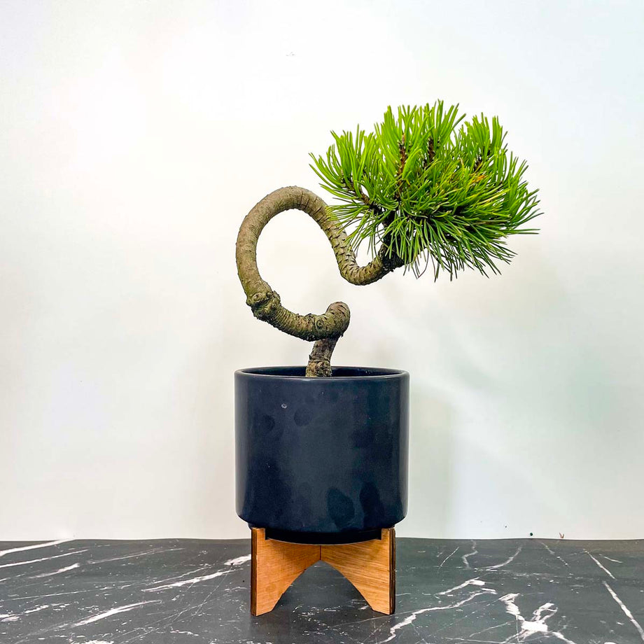 Twisty Mugo Pine
