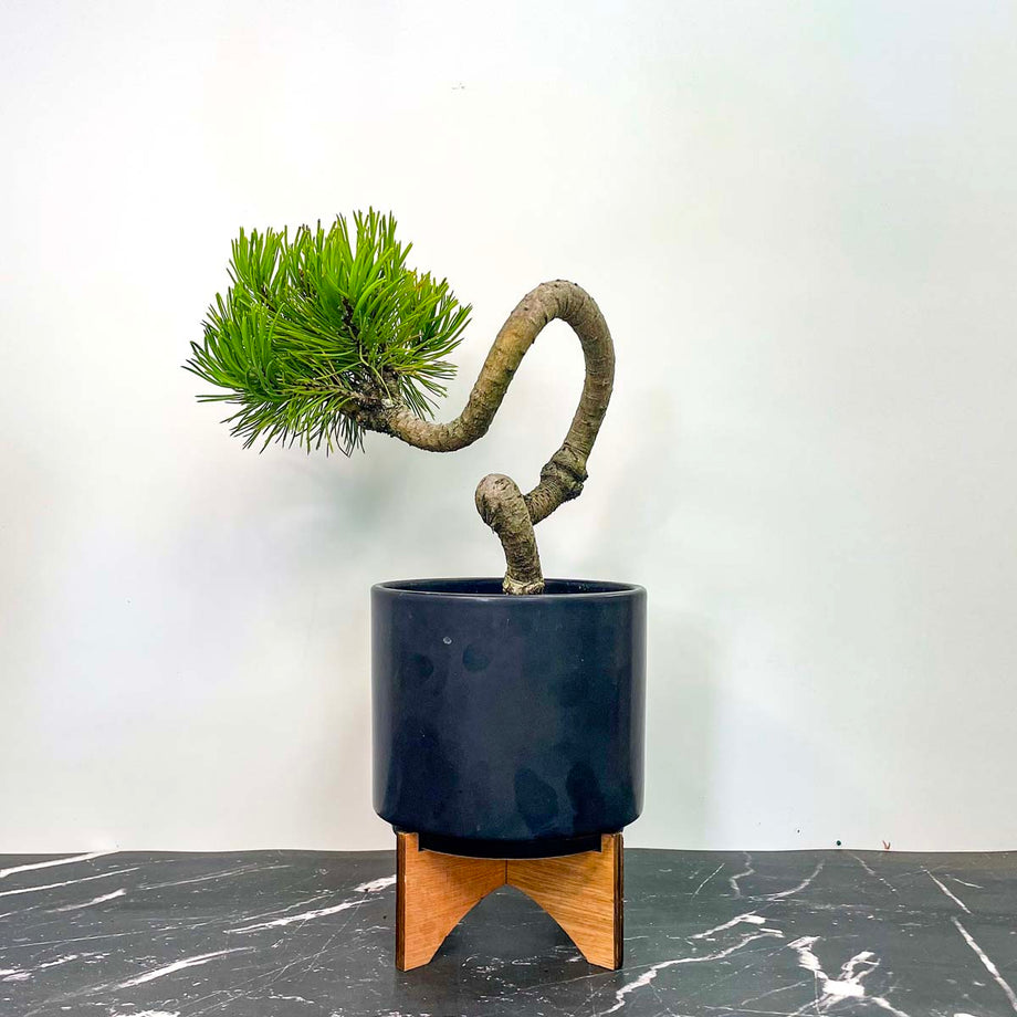 Twisty Mugo Pine
