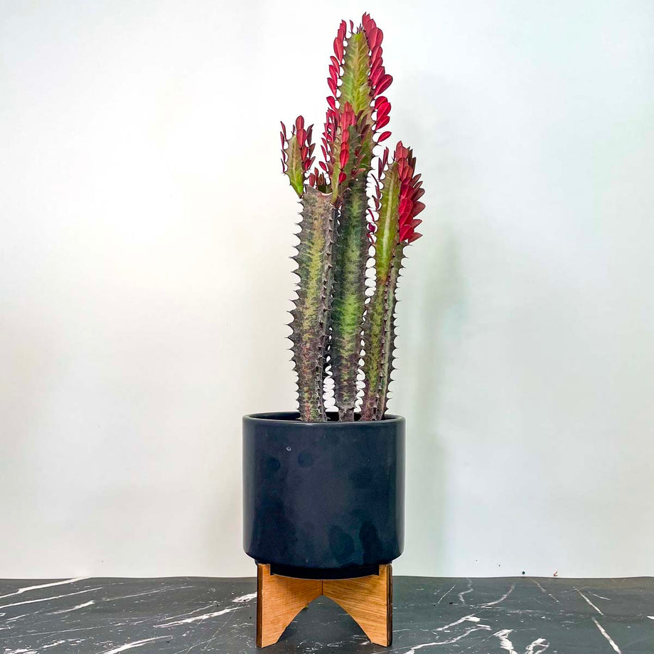 Milk‐tree♡ IMG_2507_460x@2x.jpg?v=1754508756