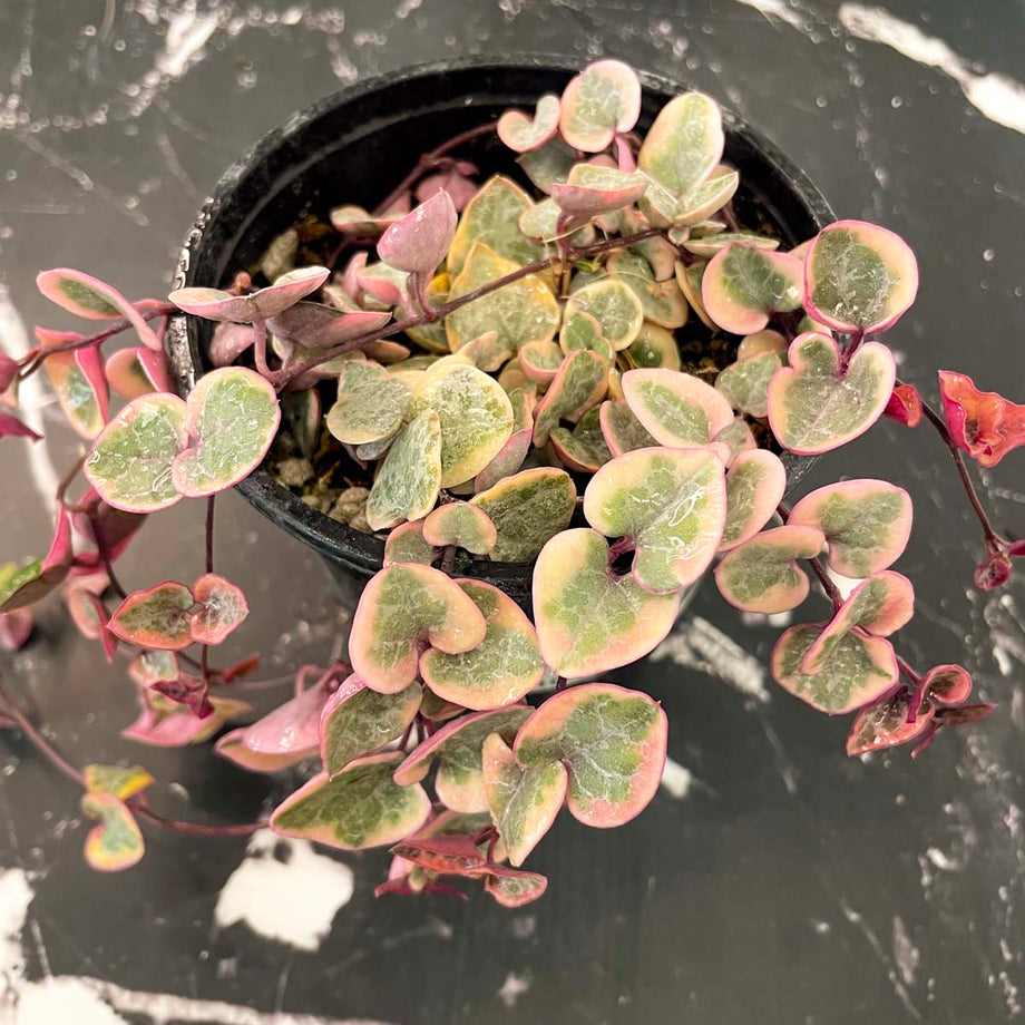 Ceropegia woodii f. variegata (Variegated String of Hearts)  Magic Valley  Gardens