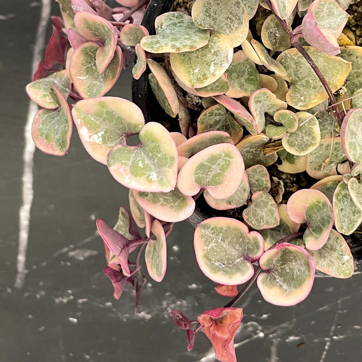succulents string of hearts Ceropegia woodii f. variegata (Variegated String of Hearts) – Magic Valley Gardens