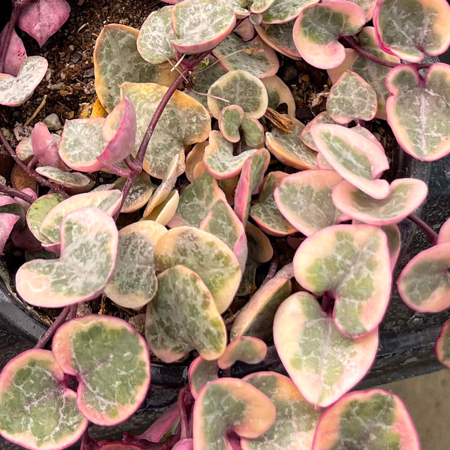 Ceropegia woodii f. variegata (Variegated String of Hearts) – Magic Valley  Gardens