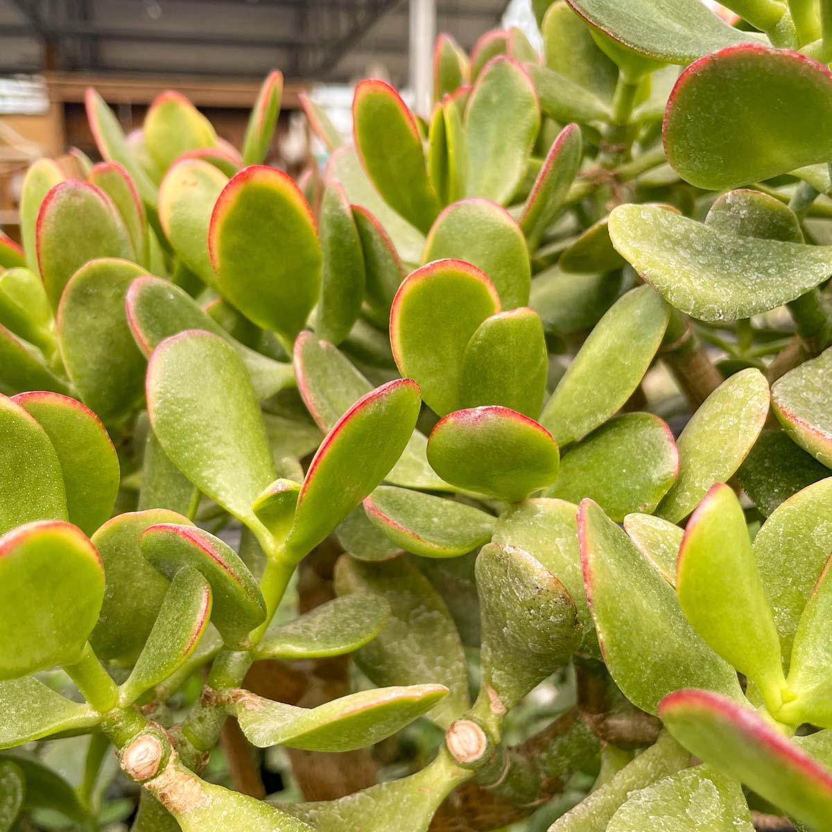 jade plant with yellow leaves Crassula ovata 'New Sunset' – Magic Valley Gardens