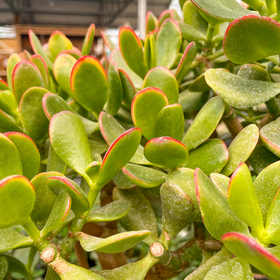 Crassula ovata 'New Sunset' – Magic Valley Gardens