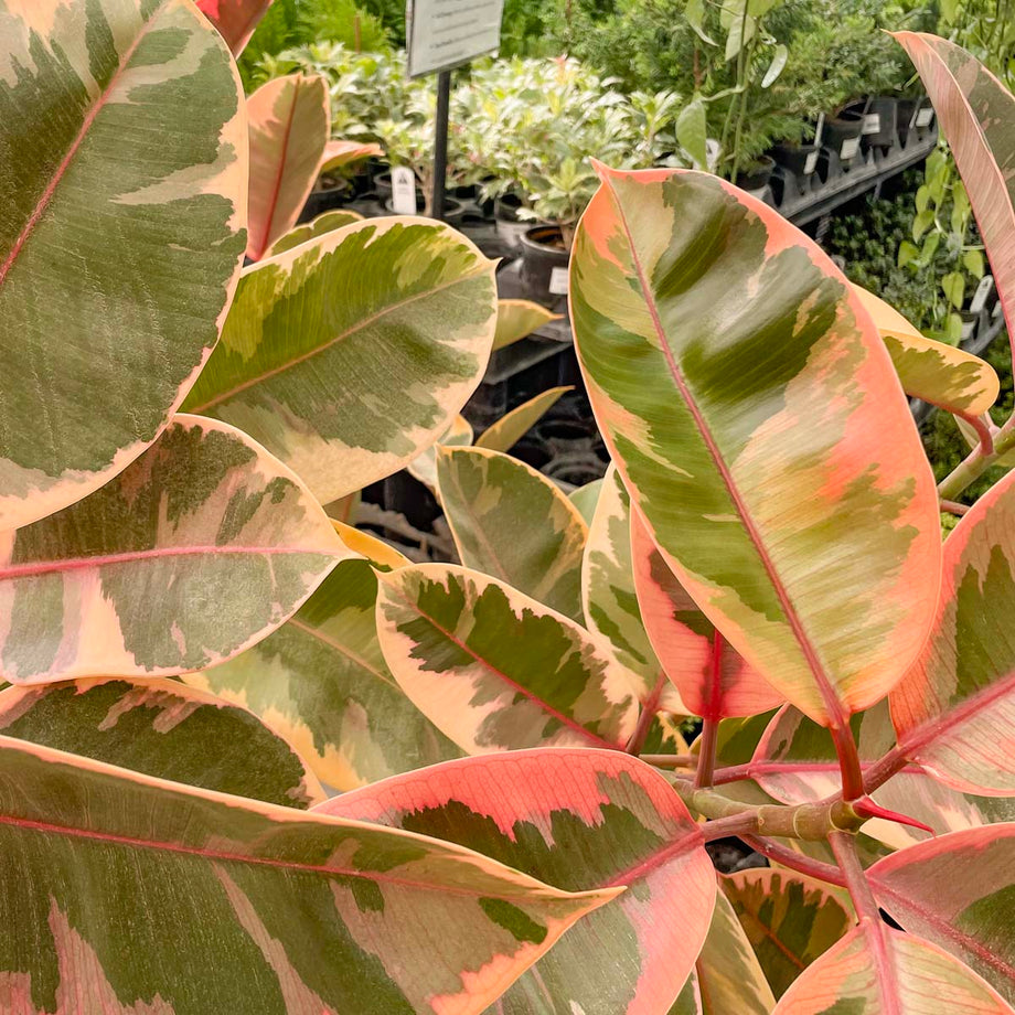 yellow rubber tree care Ficus 'Tineke' – Magic Valley Gardens