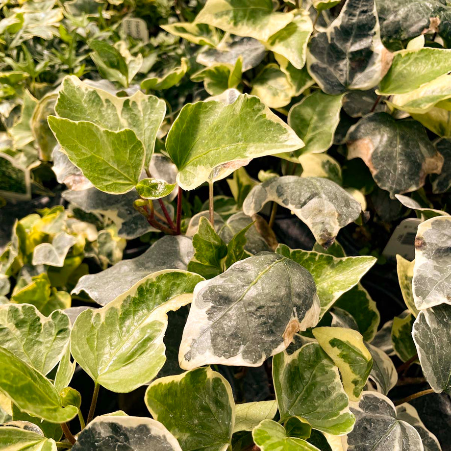 Hedera algeriensis 'Marble'