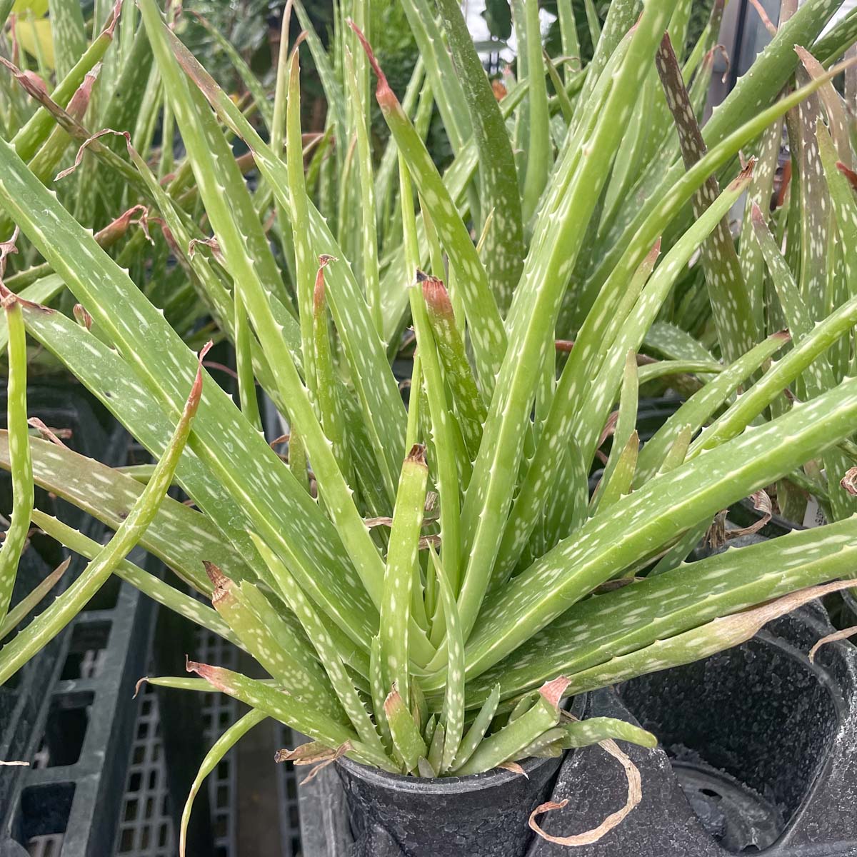 aloe vera planta Aloe vera – Magic Valley Gardens